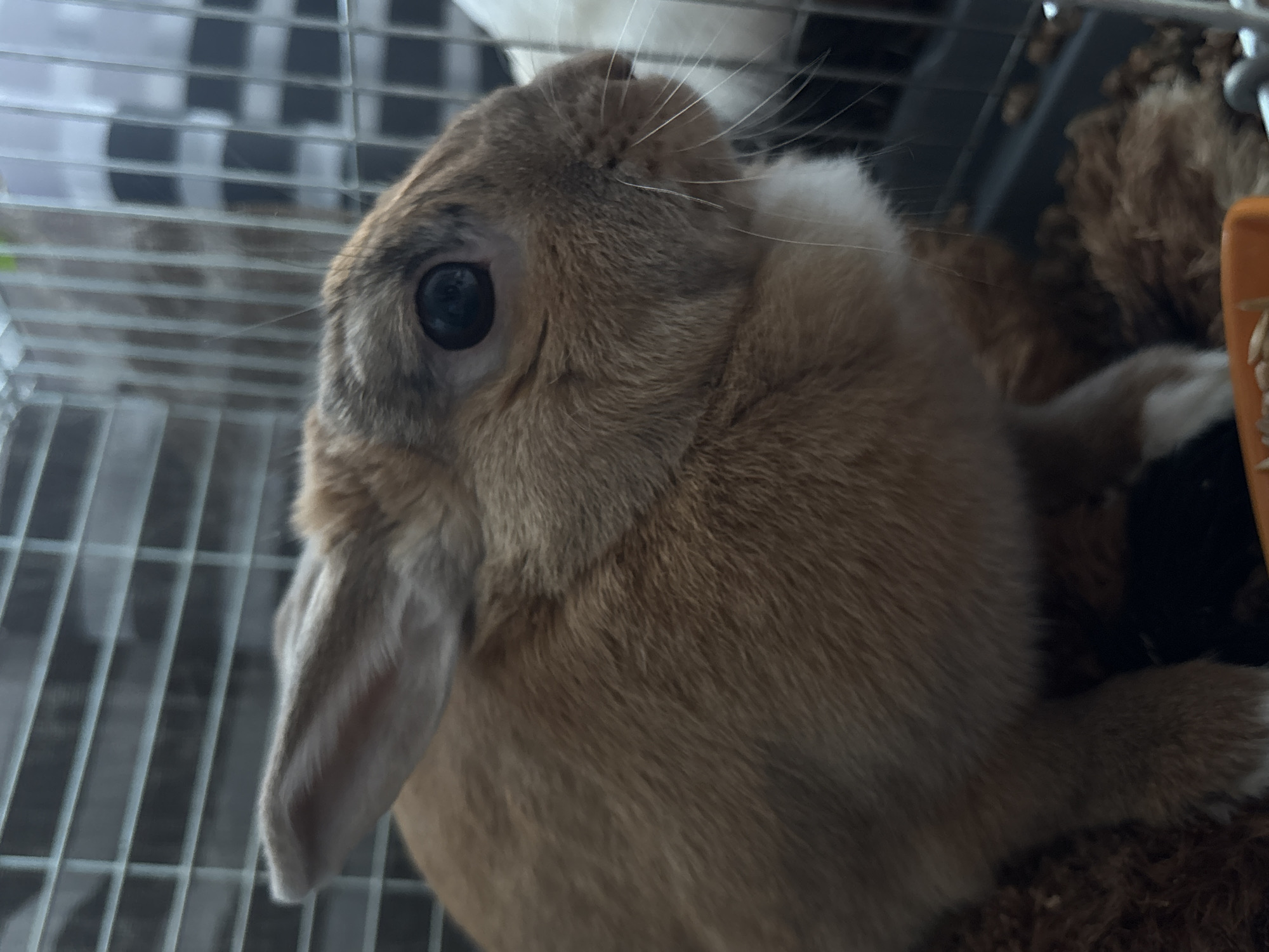 A medium close-up shot, captured from a low angle, shows a brown rabbit inside a cage. The rabbit is positioned in the center of the frame, with its head turned to the right. Its fur is a mix of brown and tan, with a patch of white fur on its chin. The rabbit's eye is dark and appears to be looking off to the side. The background is blurred, but the bars of a cage and some of the rabbit's bedding are visible. The lighting is dim, with a slight glare on the rabbit's fur. The image is composed in a vertical format. There is no identifiable information within the image that would indicate a location in Shepetivka, Ukraine.