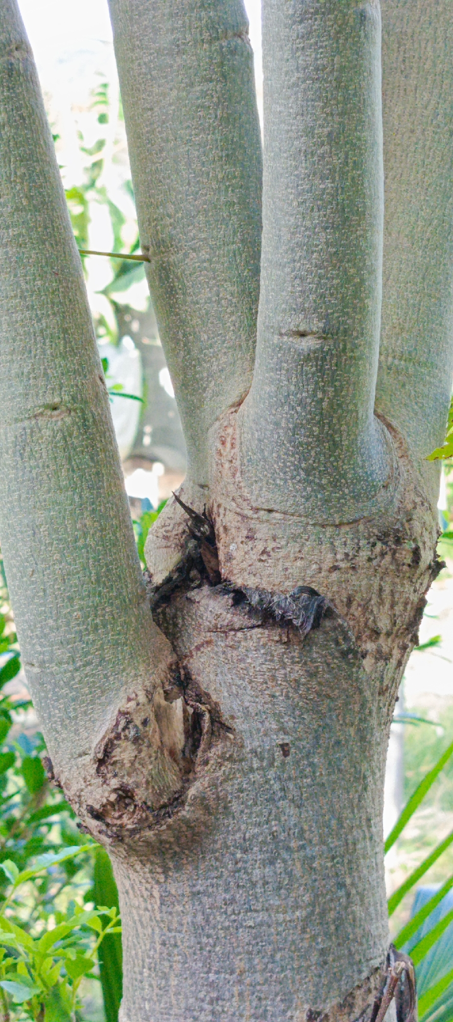 A close-up, vertical, eye-level shot focuses on the thick, grey, textured bark of a tree trunk. The trunk splits into at least three main branches, two of which are visible on the left and one on the right, with more implied further back. The bark has a rough, slightly bumpy surface with subtle horizontal striations and small indentations. A darker, rougher patch is visible at the base of the split, with some frayed, dark material protruding. The background is out of focus, showing greenery and hints of a lighter, possibly sky-like area, suggesting an outdoor environment. The lighting is bright, creating a slightly washed-out effect.