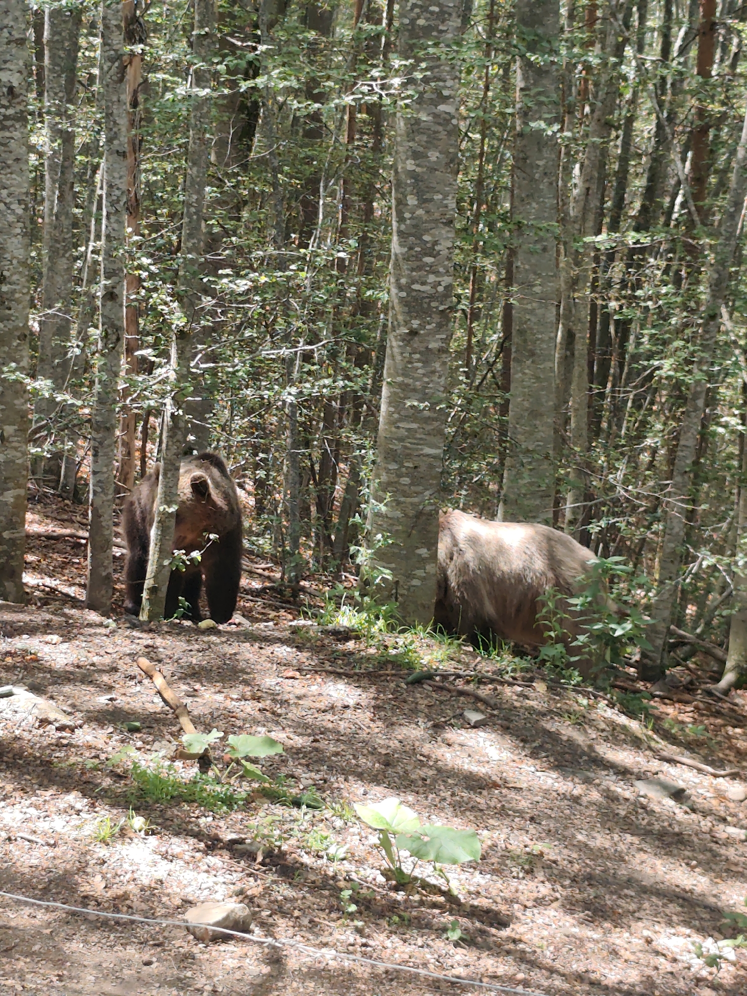 Two brown bears are in a forest near Yakoruda, Bulgaria. The bears are partially obscured by trees and foliage. The ground is covered in leaves and small rocks. The trees are tall and slender with light-colored bark. The scene is illuminated by sunlight filtering through the trees.