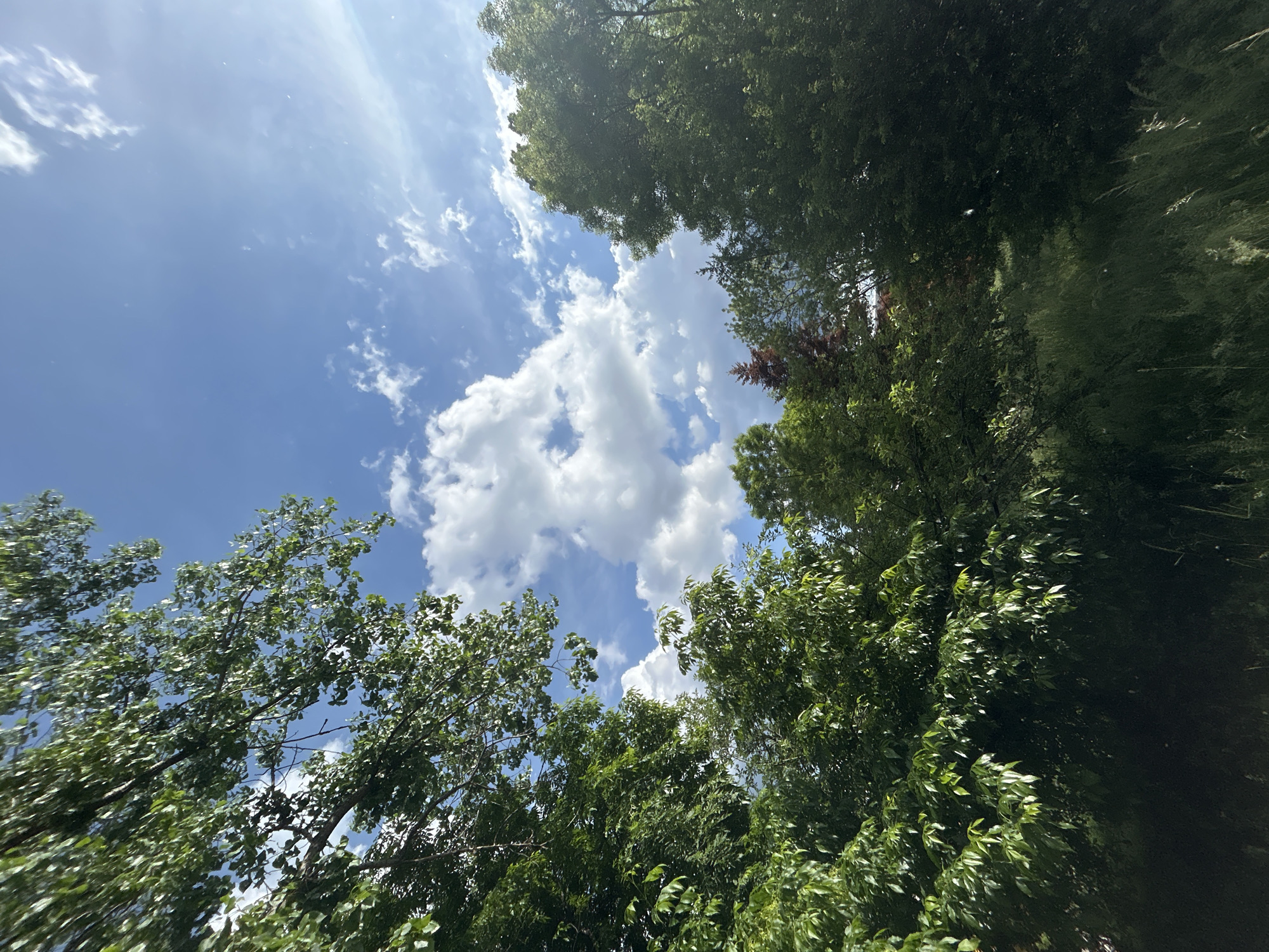 The image shows a view looking up towards a blue sky with white clouds, framed by green trees. The trees appear to be dense and form a canopy effect around the edges of the frame. The sky is bright, suggesting a sunny day. The location appears to be a park or green space within Sofia, Bulgaria, based on the type of vegetation and general urban landscaping commonly found in the city. There is no visible human activity.