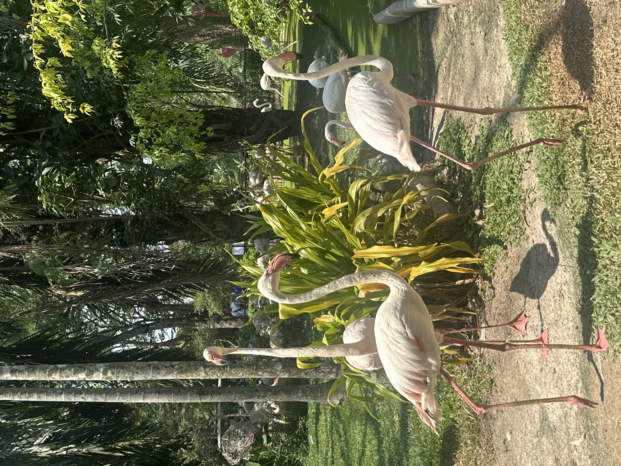 The image depicts a group of flamingos in an outdoor enclosure, likely a zoo or bird park. The birds have pale pink or white plumage with long, slender necks and legs. They are situated amongst green foliage and trees, casting shadows on the ground. The location is in Bang Phra Subdistrict, Thailand.