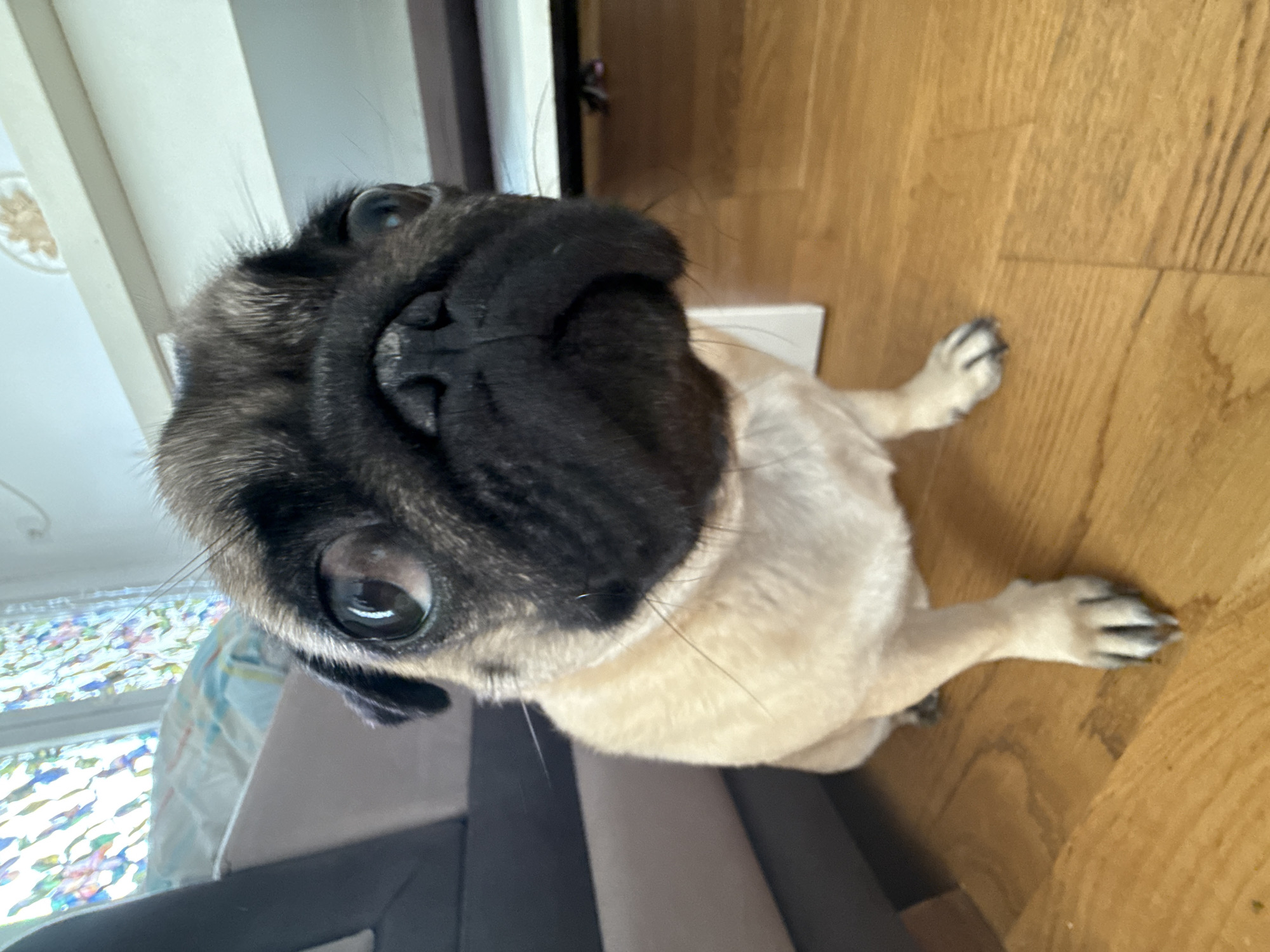 A pug dog is sitting on a wooden floor, facing the camera. The dog's head is large and takes up most of the frame. Its eyes are wide and round, and its nose is black and wrinkled. The dog's body is light tan. In the background, a couch is visible, as well as a window with stained glass. The lighting is natural and appears to be coming from the window. The scene is indoors.