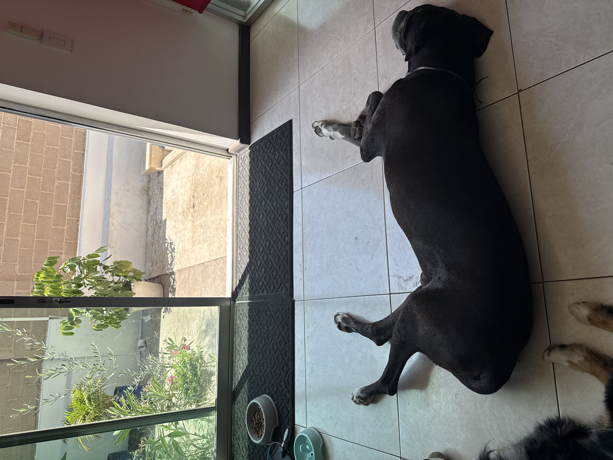 A dark-colored dog lies on a tile floor inside a building. A partially open glass door reveals a patio with potted plants. Two dog bowls are near the door. Part of another dog is visible in the lower right corner of the image. The location is San Bernardino Tlaxcalancingo, Mexico.