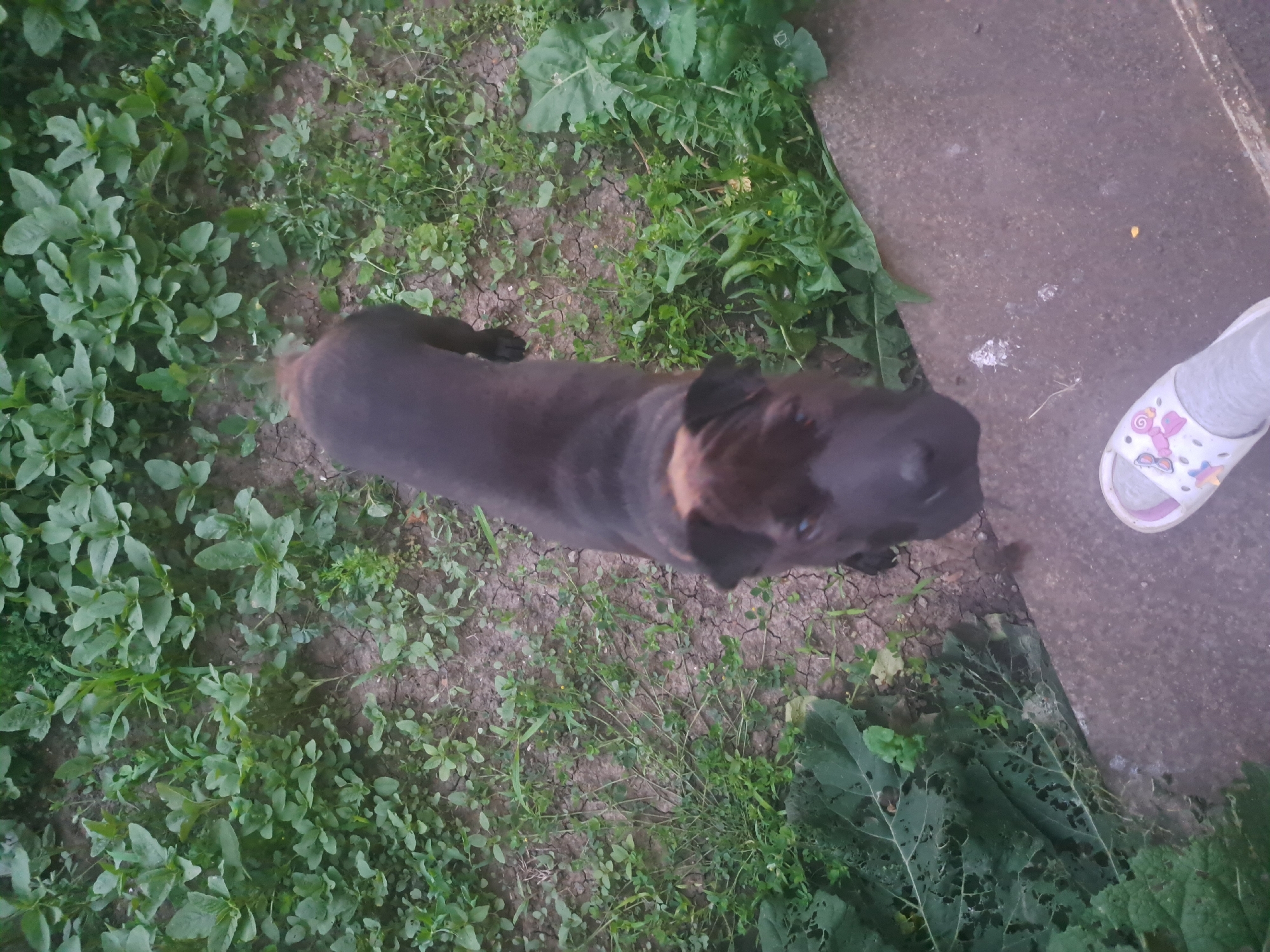 An overhead photograph depicts a dark-coated Shar-Pei type dog looking directly upwards. The canine features a patch of lighter brown fur on its head and ears. In the lower right of the frame, a human left foot, clad in a grey sock and a white slipper with a multicolored, cartoonish design, is partially visible on a concrete surface. The dog stands on uneven ground, composed of segments of dry, cracked earth interspersed with various green plant species. Along the left edge, a large, broad-leafed plant shows evidence of insect damage through multiple perforations. The concrete surface transitions to the natural ground, forming a boundary in the lower right portion of the scene. The image contains no discernible elements to confirm a location within the city of Leningradskaya, Russia.