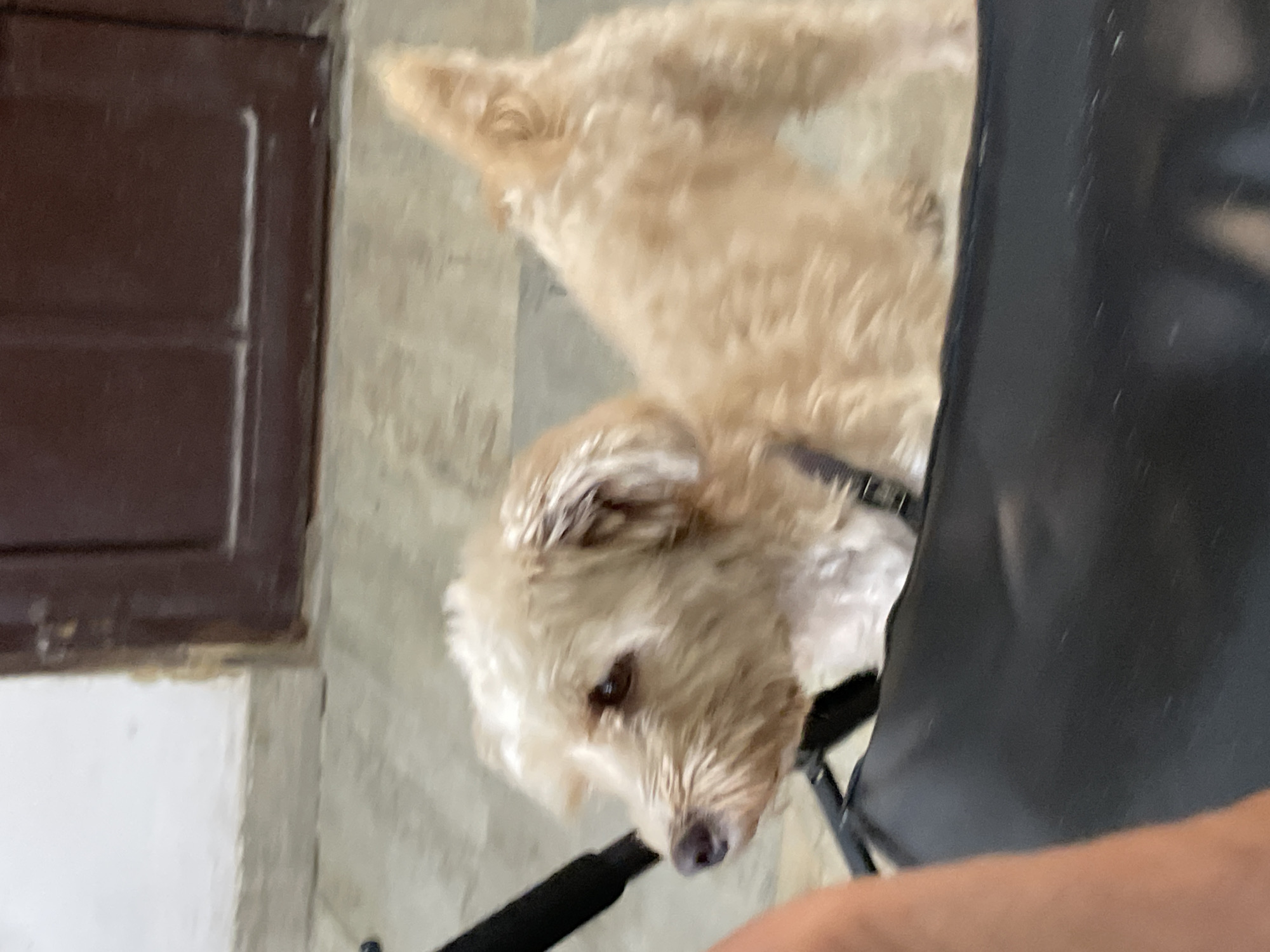A light brown, medium-sized dog with curly fur is looking to its left, with its body angled away from the camera. It is wearing a dark collar. The dog appears to be in an indoor setting with a light-colored wall and a dark brown door visible in the background. The floor is a neutral color, possibly concrete or tile. A black object, possibly a chair or a carrier, is in the foreground, and a person's arm is partially visible on the left side of the frame. The scene suggests a casual domestic environment. The presence of a dark brown door and light-colored walls is common in many residential buildings in Ado, Nigeria, particularly those with traditional architecture or recent renovations. The flooring also appears consistent with typical construction in the region.