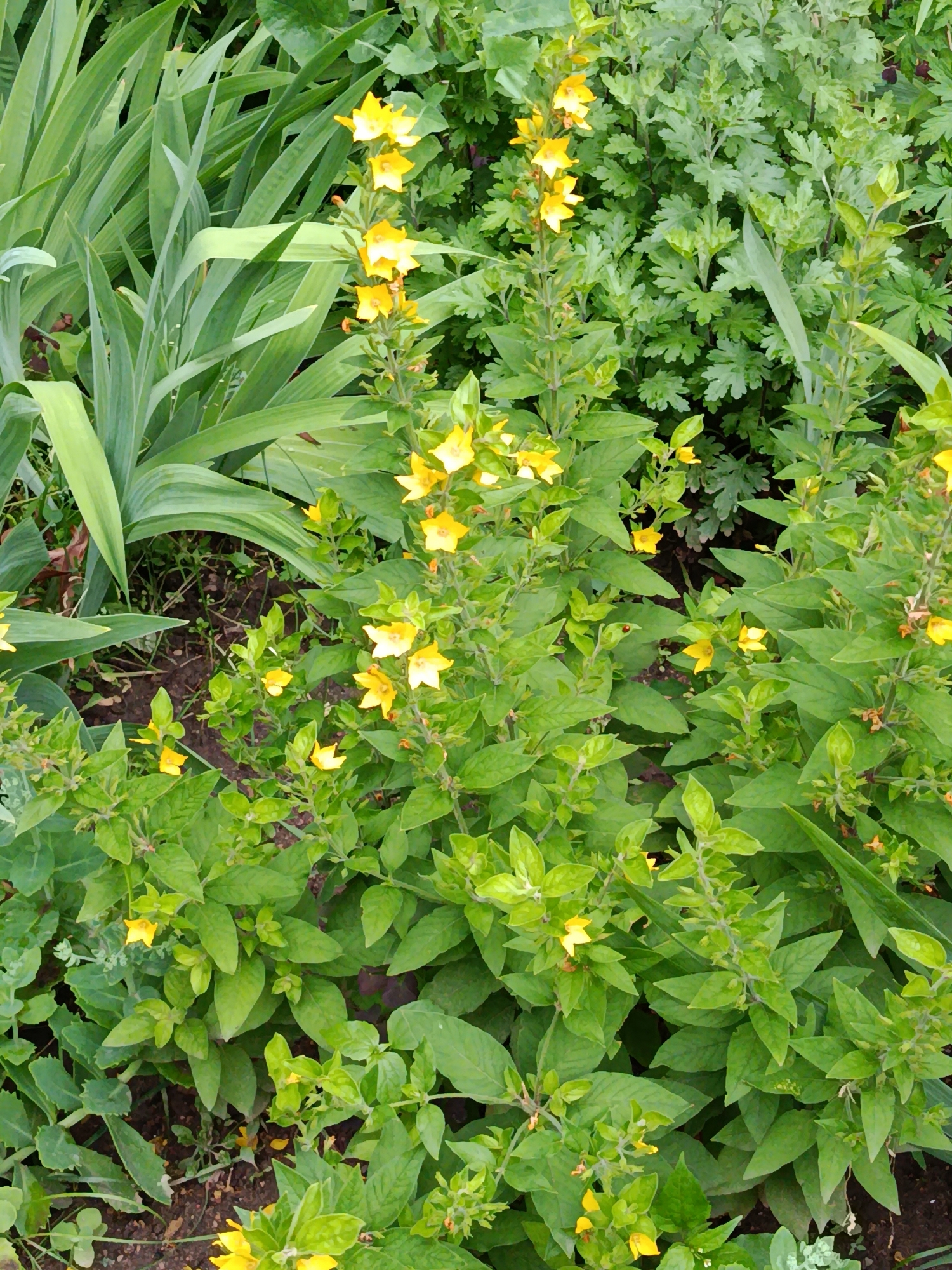 This media file depicts a close-up, top-down view of a garden bed filled with lush green foliage and small yellow flowers. The primary subjects are the plants themselves, which appear healthy and vibrant. Long, strap-like green leaves of an iris or similar plant are visible on the left side of the frame, providing a backdrop to the more delicate, leafy stems adorned with clusters of yellow, star-shaped flowers. The flowers are in various stages of bloom, with some fully open and others still in bud. The overall impression is one of abundant, natural growth.
The scene is set outdoors in a garden, likely during daylight hours given the bright illumination of the plants. There are no visible people or animals. The weather appears to be fair, conducive to plant growth, with no signs of rain or harsh sunlight. The location cues suggest a temperate climate, consistent with Minsk, Belarus, where the image was taken. The foliage is dense, implying a well-established garden.
Notable details include the textures of the leaves, which range from smooth and waxy to slightly fuzzy. The colors are predominantly shades of green, contrasted by the bright yellow of the flowers. The ground beneath the plants is visible in patches and appears to be dark soil, possibly mulched. There is no visible text within the image. The activity taking place is simply the natural growth and blooming of plants in a garden setting, conveying a sense of natural beauty and tranquility.