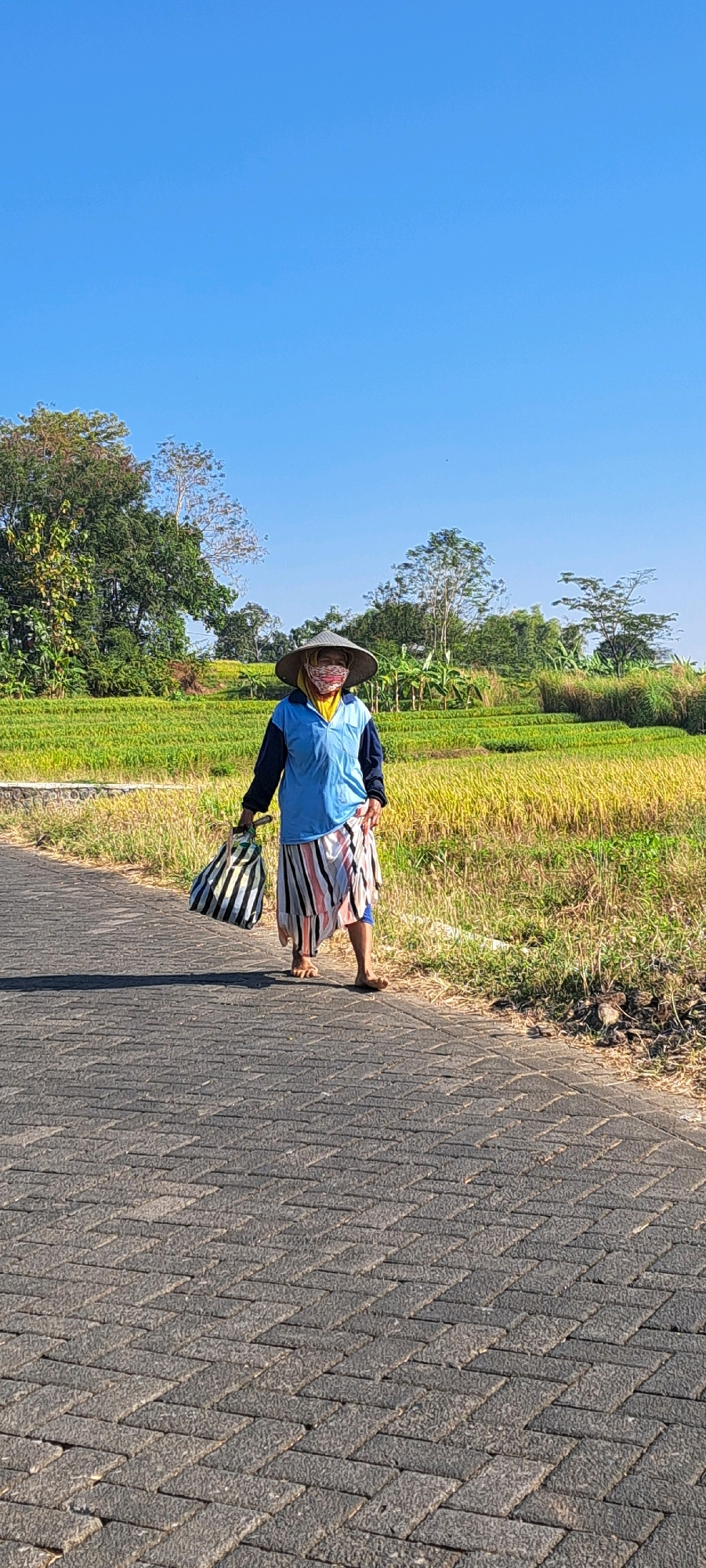 A full-shot, vertical, outdoor photograph taken from a low angle shows a person walking on a paved path. The person is dressed in a blue long-sleeved shirt, a yellow scarf, a patterned face mask, a conical straw hat, and a striped skirt. They are carrying a striped bag in their left hand. The paved path is made of dark grey interlocking pavers arranged in a herringbone pattern and casts a long shadow to the left. To the right of the path is a field with dry grass and some sparse green vegetation. Beyond the field, rice paddies are visible, with some stalks appearing golden and others green. In the background, there are various trees and lush vegetation under a clear, bright blue sky. The scene is set in a rural environment, likely in Sumber Gedang, Indonesia, given the context of rice paddies and the typical attire.