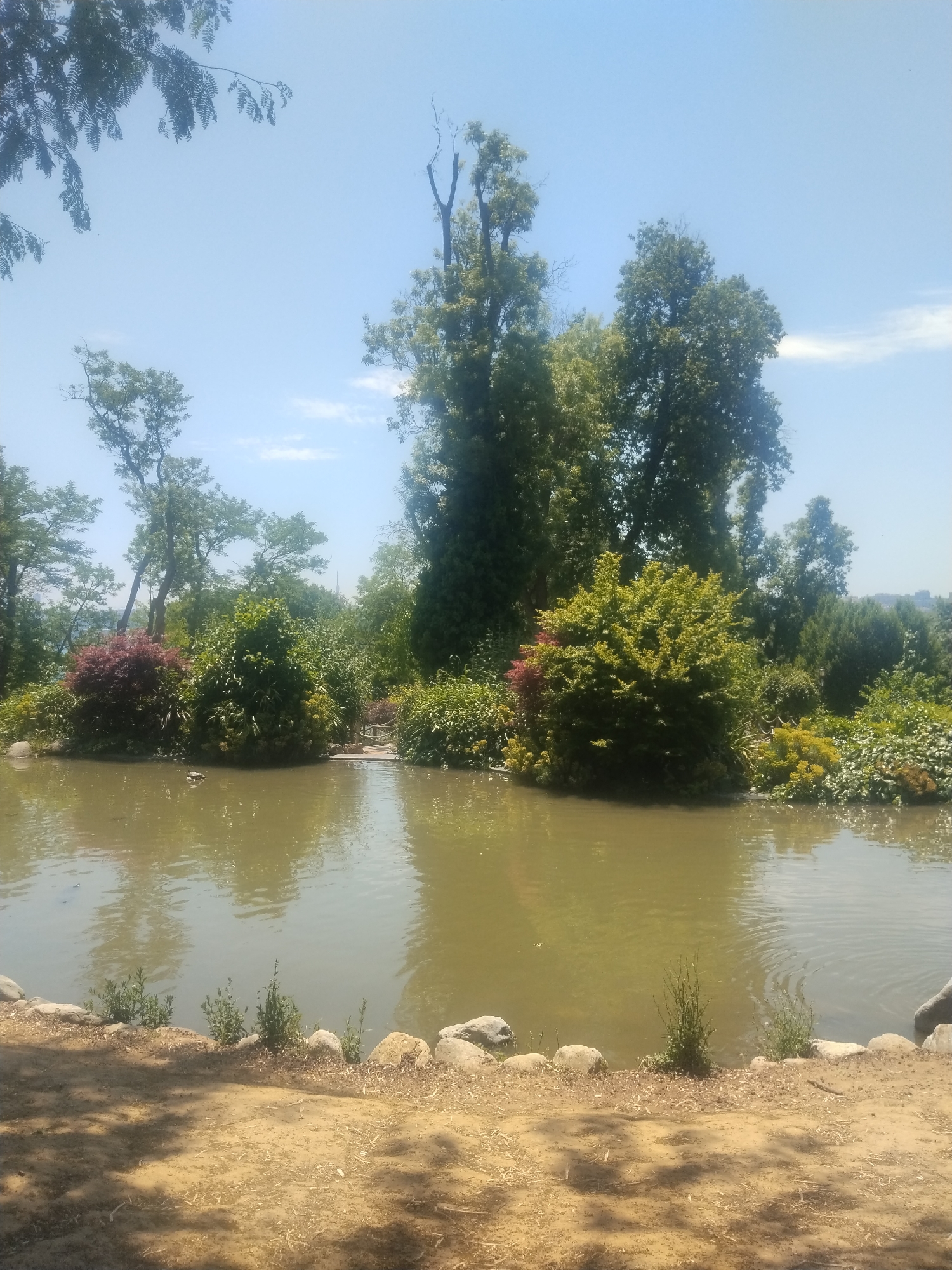 This outdoor photograph captures a serene natural landscape, likely a park or garden, under a clear, bright blue sky. The central feature is a calm, greenish-brown pond reflecting the sky and surrounding trees. Gentle ripples are visible on the water's surface, and a single dark duck or small bird floats placidly in the middle-left area of the pond.
In the foreground, a sandy bank, dotted with small rocks and sparse green shoots, slopes down to the water's edge. The ground is covered with dry leaves and debris, with dappled shadows indicating overhead foliage.
The pond is encircled by a rich and varied assortment of plant life. Tall, dense green trees form a prominent backdrop, with some showing bare branches at their very top. Below these larger trees, there are numerous bushes and smaller trees, some displaying vibrant green leaves and others striking reddish-maroon foliage. A small, rustic wooden bridge or pathway is partially visible through the dense greenery on the far side of the pond.
The sky is a light blue with a few faint, wispy white clouds, indicating a bright, sunny day, likely mid-morning or early afternoon. The scene conveys a sense of tranquility and natural beauty. There are no people visible, and no discernible text. The location context for this peaceful setting is Sarıyer, Turkey.