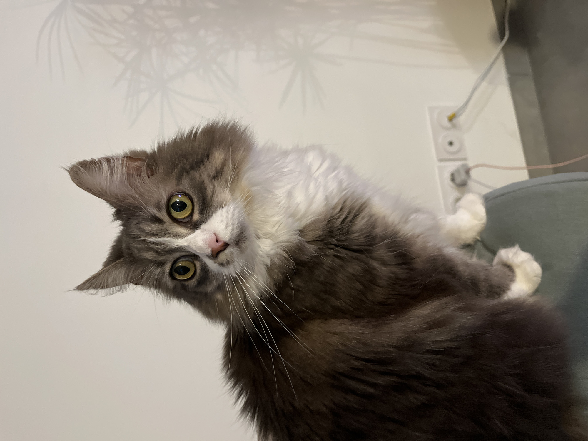 A medium shot shows a long-haired cat, tilted to the left, with gray and white fur, green eyes, a pink nose, and long white whiskers. The cat appears to be sitting on a green-gray surface, likely a chair or sofa. In the background is a white wall with a faint shadow of a plant. Two white electrical outlets are visible on the wall, each with a white cord plugged into them. The photograph appears to have been taken indoors. The location is Chambœuf, France.