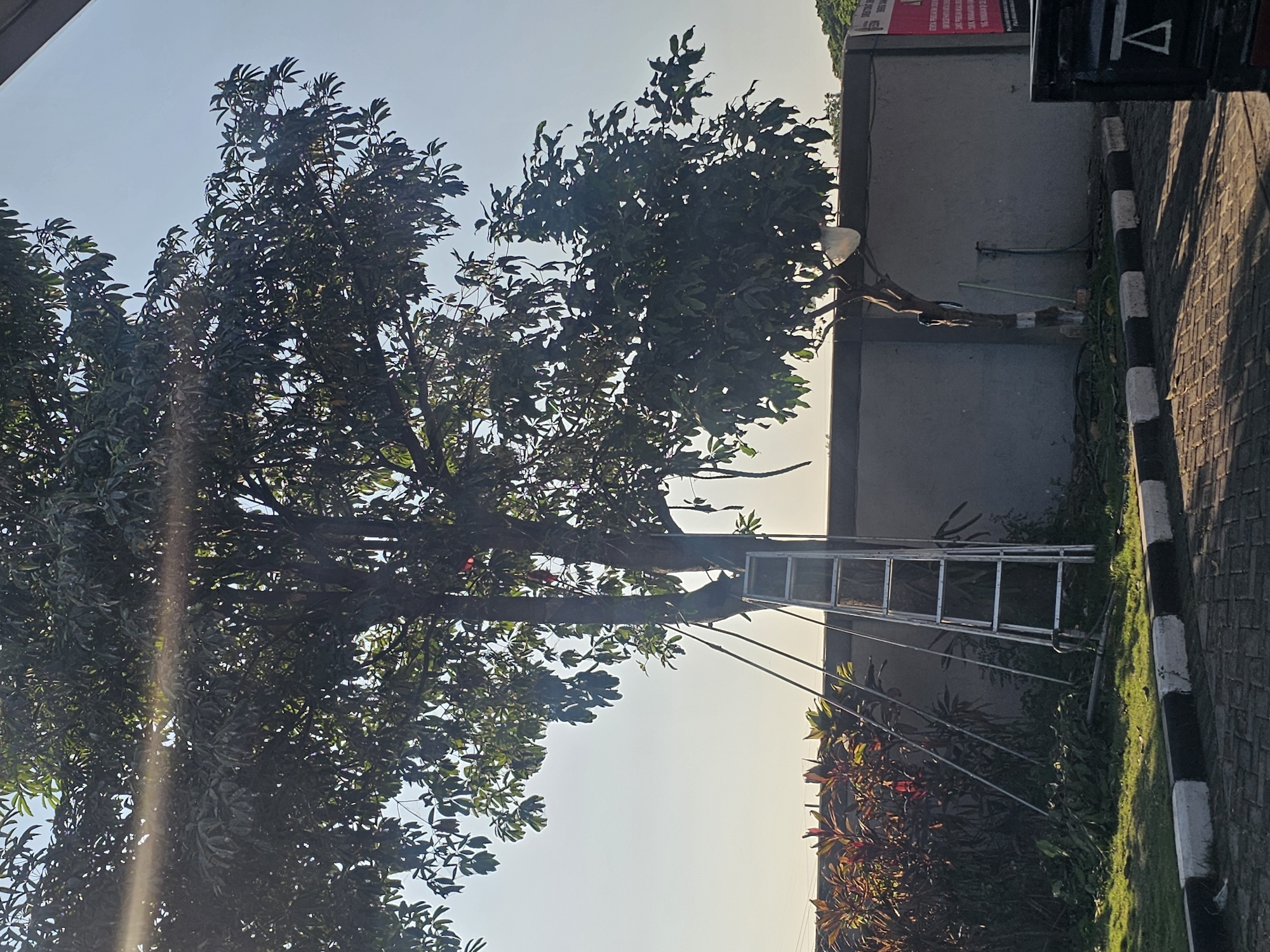The image depicts a scene in Widang, Indonesia, featuring a large tree with lush green foliage against a bright, hazy sky. An aluminum ladder leans against the tree, suggesting recent or ongoing work. Below the tree, a pile of pruned branches lies on the grass, indicating that the tree has been trimmed.
In the background, a grey concrete wall runs horizontally across the scene. To the left of the tree, a row of reddish-leaved plants adds a touch of color to the landscape. The ground in the foreground is paved with interlocking bricks and bordered by a curb with black and white markings. A portion of a black vehicle is visible on the far right of the image. The lighting suggests it is either early morning or late afternoon, with the sun casting long shadows. There are no people visible in the image.