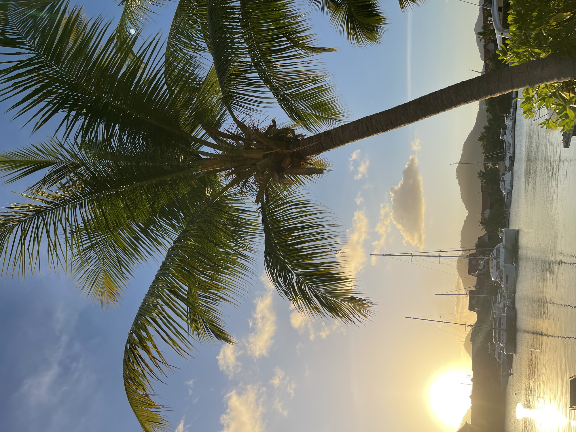 The image depicts a serene harbor scene at sunset in Providence, Seychelles. A prominent palm tree trunk leans into the frame from the right, its fronds extending across the upper portion of the image, framing a clear blue sky dotted with wispy clouds. The setting sun casts a warm, golden glow, illuminating the water and reflecting its light in a shimmering path. Moored in the calm water are several sailboats and catamarans, their masts reaching skyward. In the background, a line of red-roofed buildings nestles against lush green hills, with more distant mountains forming the horizon. The overall impression is one of tranquility and natural beauty.