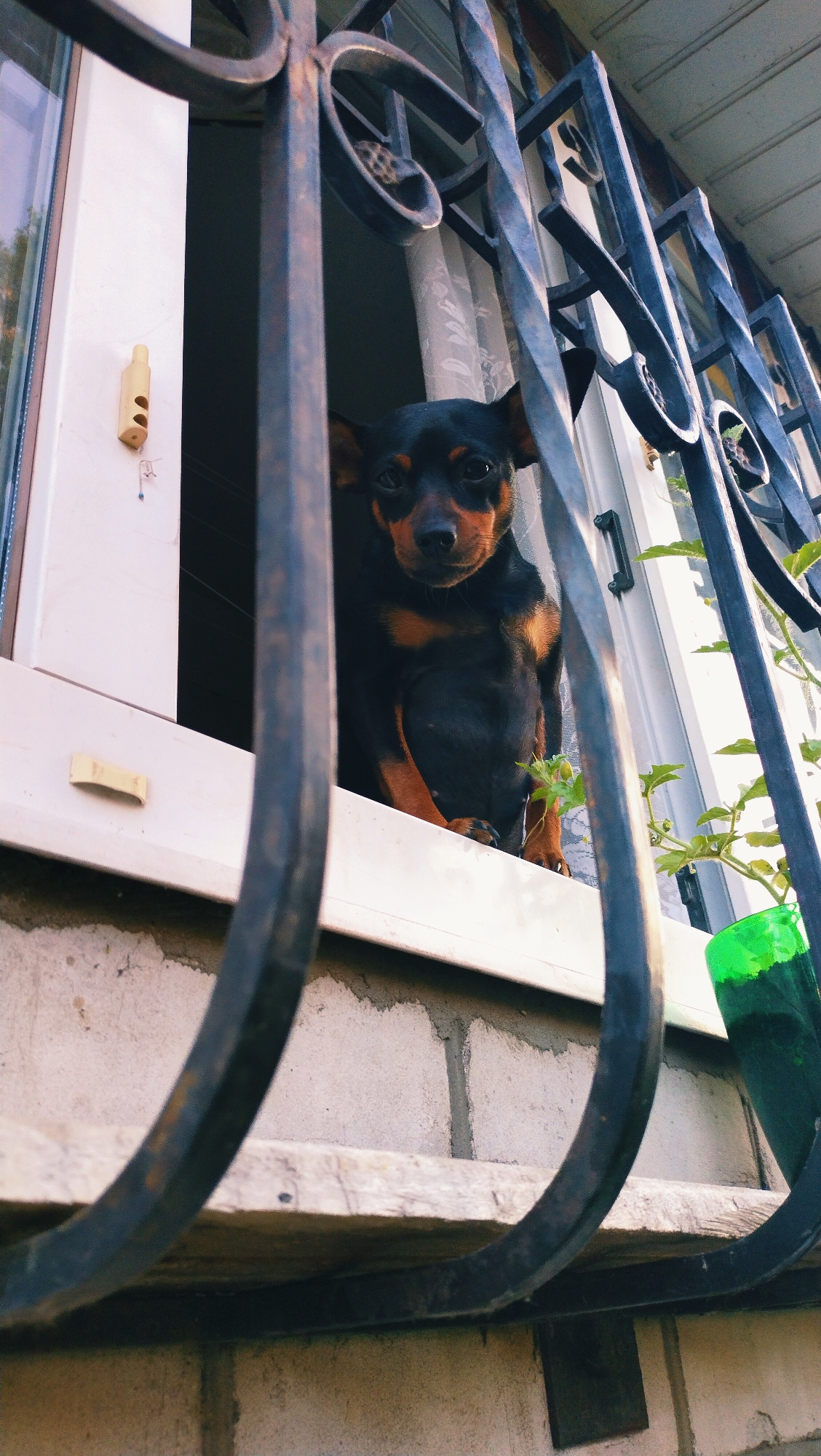In Horishni Plavni, Ukraine, a small black and tan dog with large ears sits on a windowsill, peeking through a decorative metal grate. The dog is looking directly at the camera. Behind the dog, a white curtain is visible, and to the right, a green object, possibly a plant pot, is partially visible. The windowsill is made of white material, and the wall below it is constructed of light-colored bricks. The perspective is from a low angle, looking up towards the dog and the window. The scene appears to be outdoors, likely on the exterior of a building.