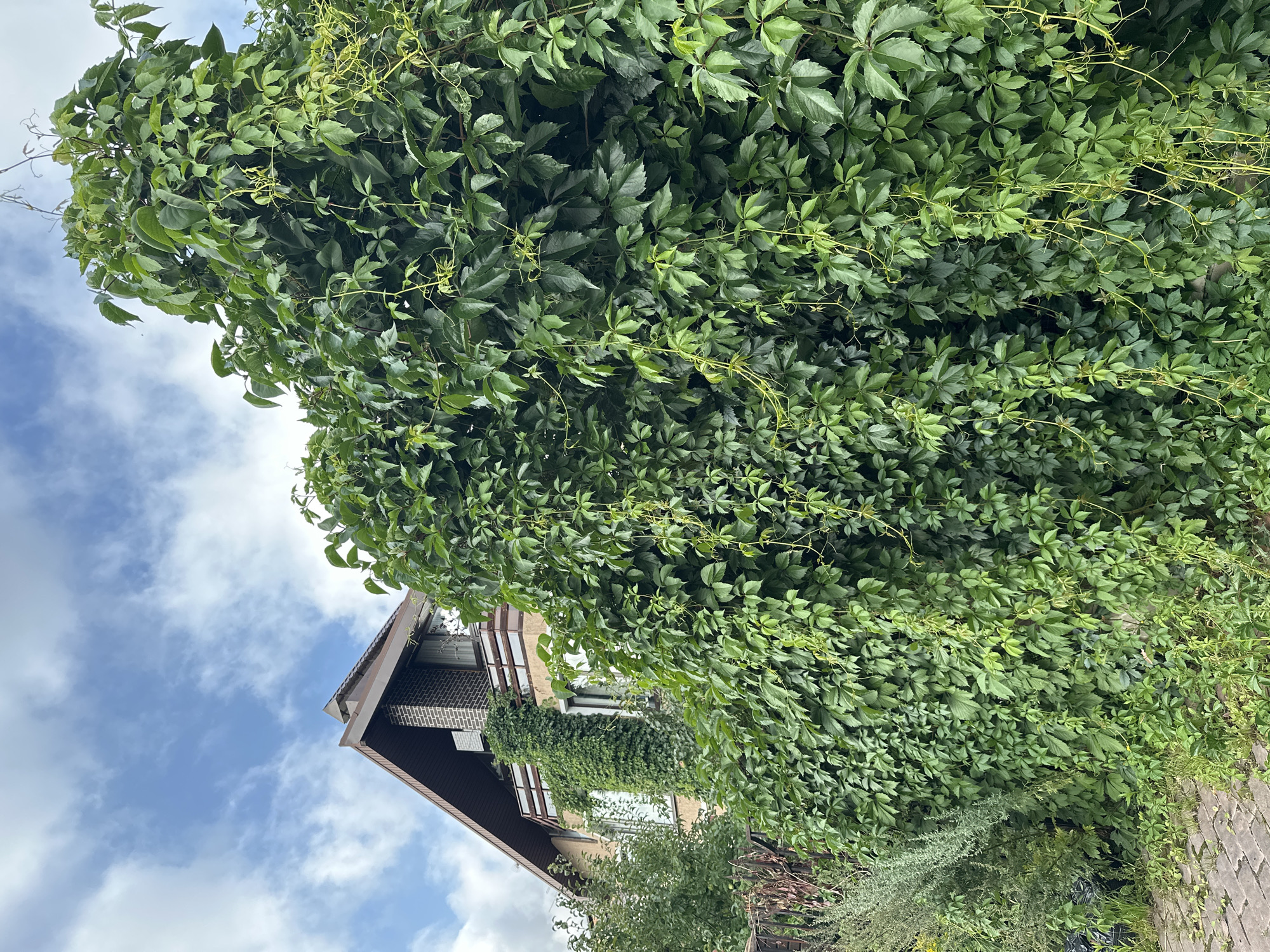 This is a medium-angle, outdoor, eye-level shot of a building with extensive vine growth. The building appears to be a house or a small apartment complex, with a gabled roof and a balcony. The walls are a pale yellow, with brown trim around the windows and roof. The roof is covered in dark brown tiles. A significant portion of the building is obscured by dense green vines, which cover the walls and climb up towards the roof. Some of the vines are growing over a railing on the balcony. The vines are also growing over a fence in the foreground, which is partially visible. To the left of the building, there are some smaller trees and bushes. The ground in the foreground is paved with reddish-brown bricks, and there is some grass and weeds growing between the bricks. The sky is visible in the upper portion of the image and is blue with scattered white clouds. The scene is likely located in Yurlovo, Russia, given the architectural style and the presence of lush vegetation. There are no people or animals visible in the image.