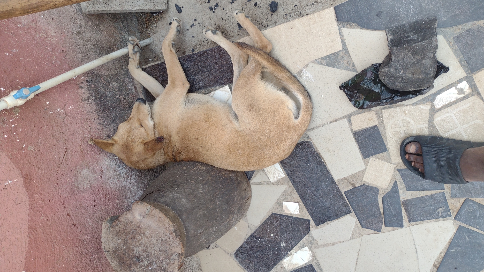 A medium-sized, tan-colored dog lies on its back on a tiled and concrete surface. Its head rests against a dark, cylindrical object, possibly a section of a tree trunk. A white plastic pipe with a blue valve lies near the dog's front paws. Adjacent to the tiled surface, a section of red-painted concrete is visible. Further along the tiled surface, a black plastic bag and a gray rock rest side by side. A dark-skinned foot wearing a gray sandal appears in the lower right corner of the image. The scene appears to be outdoors. The location is Jos, Nigeria.