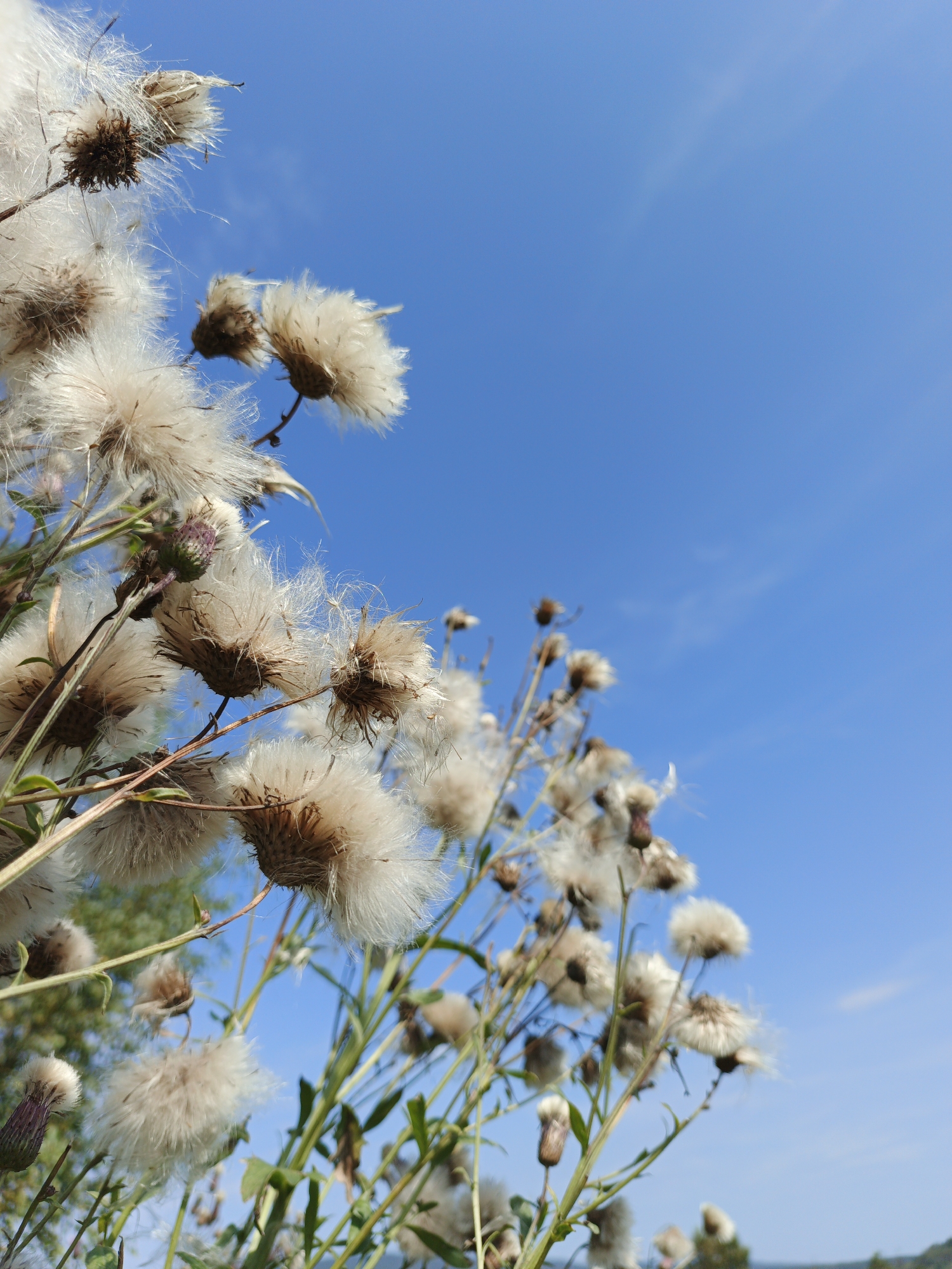 A low-angle, close-up shot captures a cluster of dried thistle seed heads against a vibrant blue sky. The seed heads are fluffy and white, with some brown, dried centers visible. The stalks are thin and green, with a few leaves. In the upper left corner, there are more seed heads, some in focus and others slightly blurred. The background is a clear blue sky with a faint wispy cloud. The image appears to be taken outdoors in a natural setting. The location is stated to be Medvedyovka, Russia.