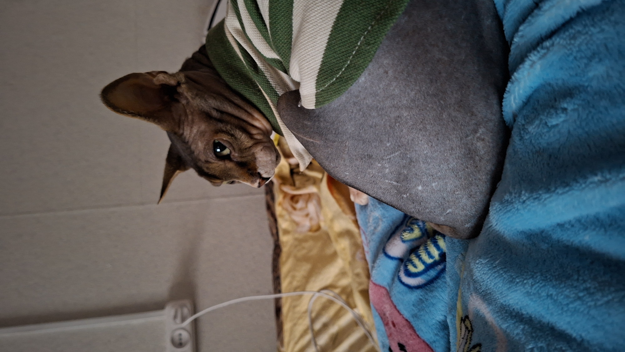A domestic shorthair cat, likely a Sphinx breed due to its lack of fur and prominent ears, is the primary subject of this indoor image. The cat is partially covered by a striped green and white blanket. It is resting on a blue blanket with cartoon characters. In the background, a yellow blanket is visible, and a power outlet with a wire is mounted on a textured wall. The scene appears to be a domestic setting, possibly a bedroom or living area, within a home located in Забалоцкі сельскі Савет, Belarus. The lighting is dim, suggesting an indoor environment.