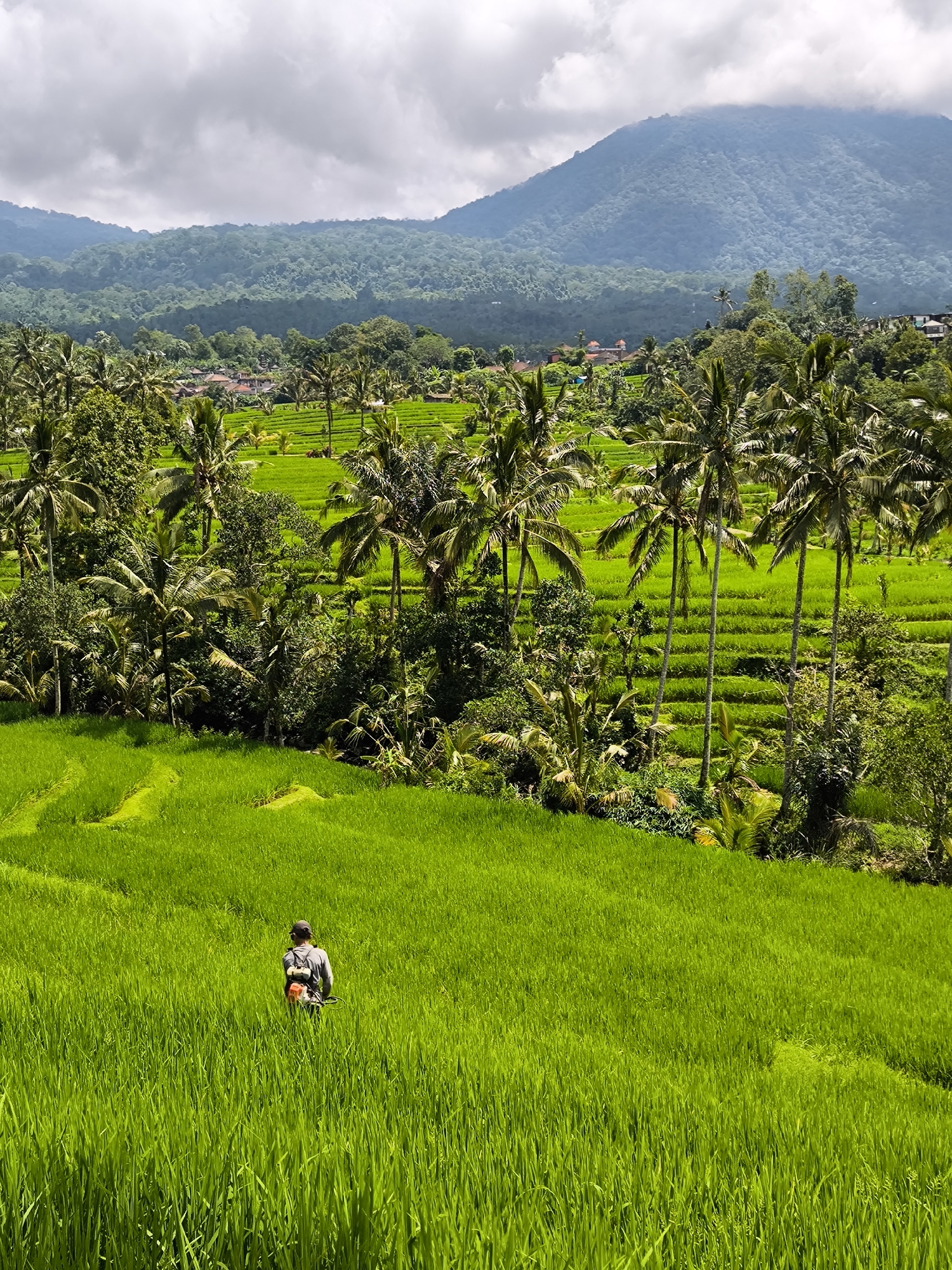 A verdant rice paddy dominates the foreground, with a person wearing a light-colored shirt, dark cap, and carrying equipment walking through the rice. The landscape ascends into rows of palm trees and tiered rice paddies. In the mid-ground, a settlement with rooftops is visible amidst the dense tropical vegetation. The background reveals layered mountains partially obscured by a cloudy sky. The location is Unknown, Indonesia.