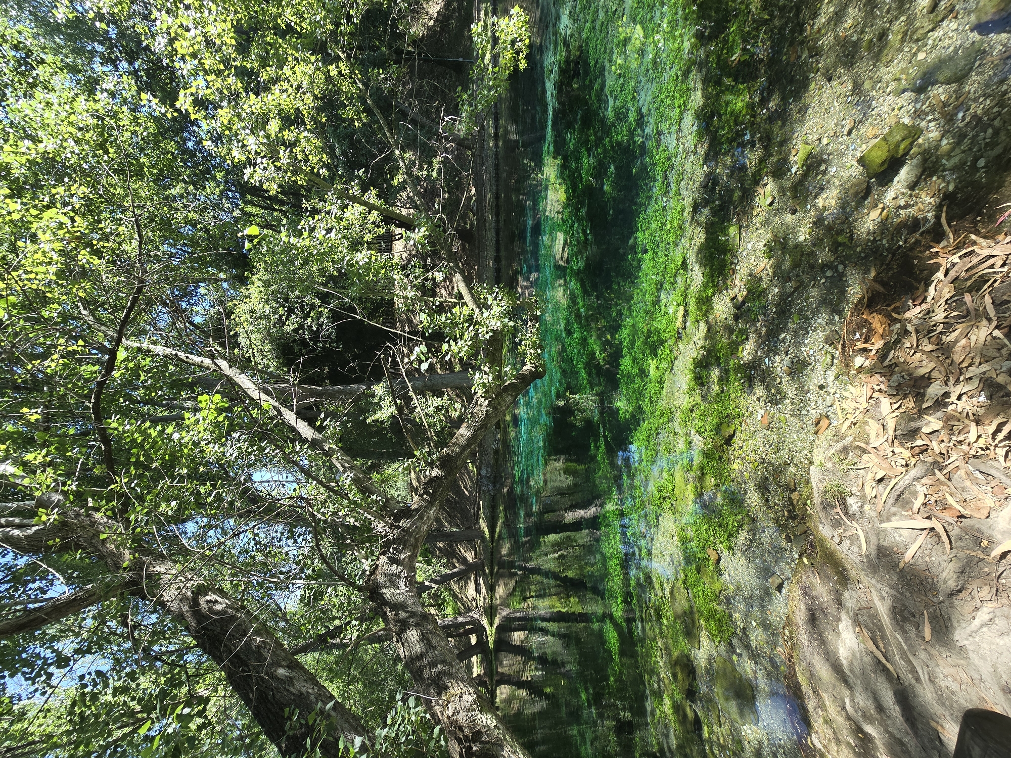 The image shows a clear, vibrant green body of water, likely a natural spring or pool, surrounded by lush vegetation. Sunlight filters through the dense canopy of trees, casting dappled shadows on the water and the rocky, leaf-strewn bank in the foreground. The water's clarity allows the aquatic plants and the sandy, pebbly bottom to be visible. The water appears still, with gentle ripples reflecting the surrounding trees and the blue sky above. The scene evokes a sense of natural beauty and tranquility. This is the Fonte della Noce, a natural spring located in San Salvatore Telesino, Benevento, Italy.