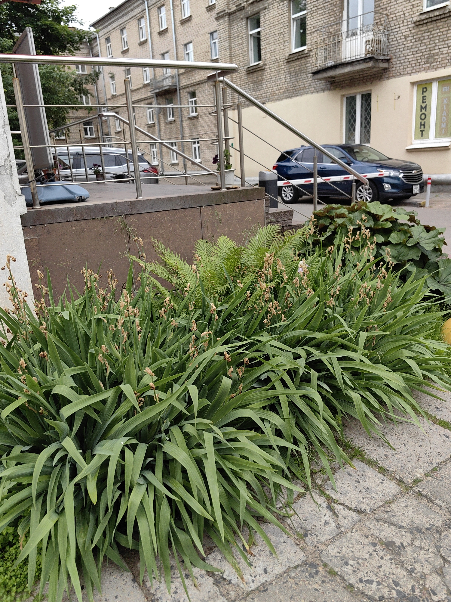 The image depicts a street-level view in Minsk, Belarus, focusing on a building entrance with landscaping. In the foreground, a dense planting of green, sword-shaped leaves with withered brown flower stalks dominates the scene. Behind the plants, a brown, textured wall forms the base of the building. A stainless steel railing curves upwards to the right, leading towards a building with a light-colored facade and beige brickwork. The building has multiple windows, some with decorative balconies. A dark blue SUV is parked on the street in front of the building, partially obstructed by white and red barrier tape. A yellow sign with Cyrillic text, likely indicating a service or business, is visible on the building's facade. The ground is paved with square concrete slabs, showing signs of wear and cracks, with some grass growing between them. The overall impression is an urban environment with a small, well-maintained green space.