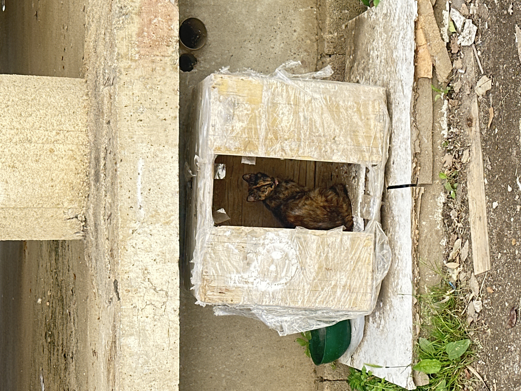 A tortoiseshell cat is sitting in a wooden box wrapped in clear plastic. The box is in a recessed area between a concrete support and a concrete wall. Vegetation grows along a concrete surface to the right of the box. A sewer pipe can be seen at the top-left of the box. The location is identified as Budva, Montenegro.