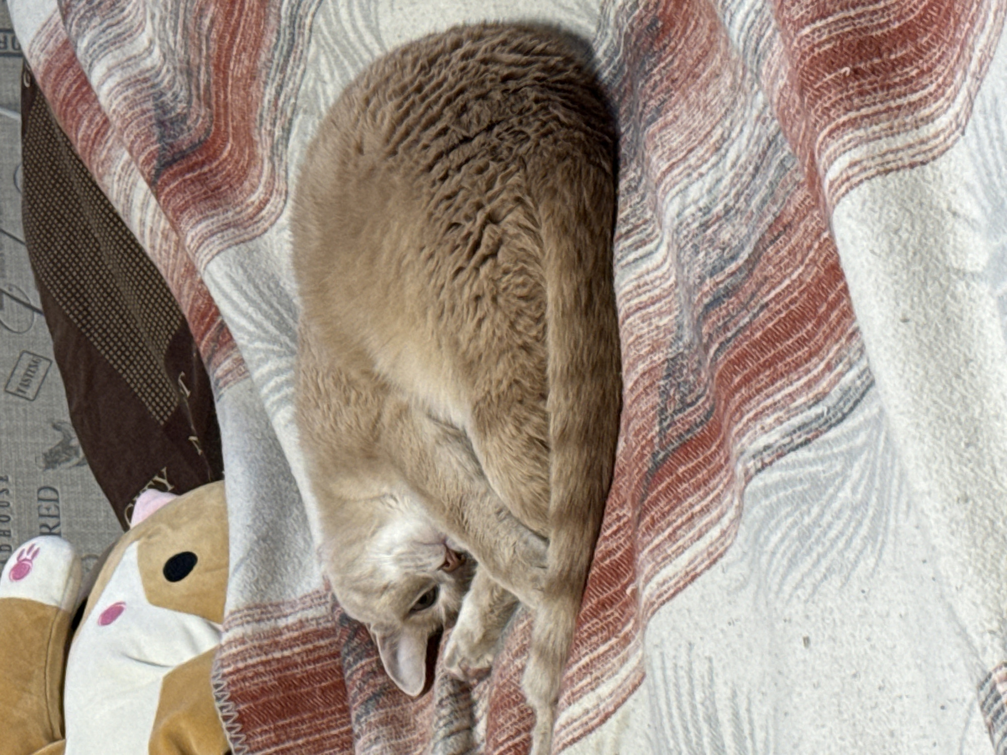 A close-up shot depicts a light-brown cat curled up on a striped blanket. The blanket features a pattern of red, white, and gray stripes. A stuffed animal with white paws and a tan body sits beside the blanket. A small section of a patterned, brown cloth is also visible near the stuffed animal. The location is Chaikovsky, Russia.