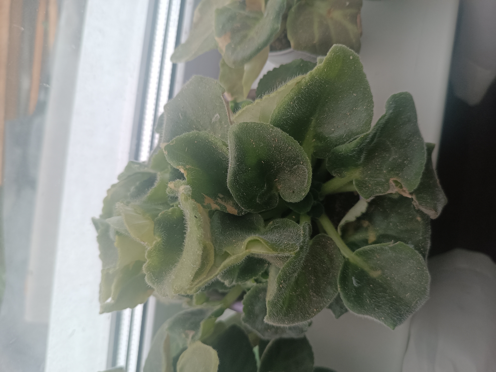 A close-up, overhead shot shows a potted African violet plant. The leaves are fuzzy and dark green, with some lighter green and brown spots. The plant is in a white pot, which is partially visible. The background is blurry and appears to be a window with blinds and a curtain. There is a slight tilt to the camera angle, making the plant appear to be falling to the right. The image was taken in Klyuchi, Russia.