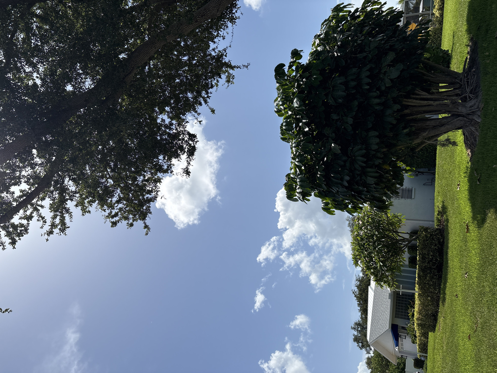 The image depicts a residential yard in Bradenton, Florida, United States, on a clear, sunny day. In the foreground, a lush green lawn is illuminated by sunlight, with scattered brown leaves on the grass. A large, multi-trunked tree with dark green foliage dominates the right side of the frame, casting a shadow on the lawn. Behind this tree, a smaller, leafy tree with white flowers is visible. To the left, a white house with a gray shingled roof and a blue awning over a window is partially visible. A neatly trimmed green hedge runs along the front of the house. The background features a bright blue sky dotted with fluffy white clouds. The upper right corner of the image is shaded by the branches and leaves of a large tree. The scene appears to be tranquil and well-maintained, characteristic of a suburban residential area. There are no people or animals present in the image.