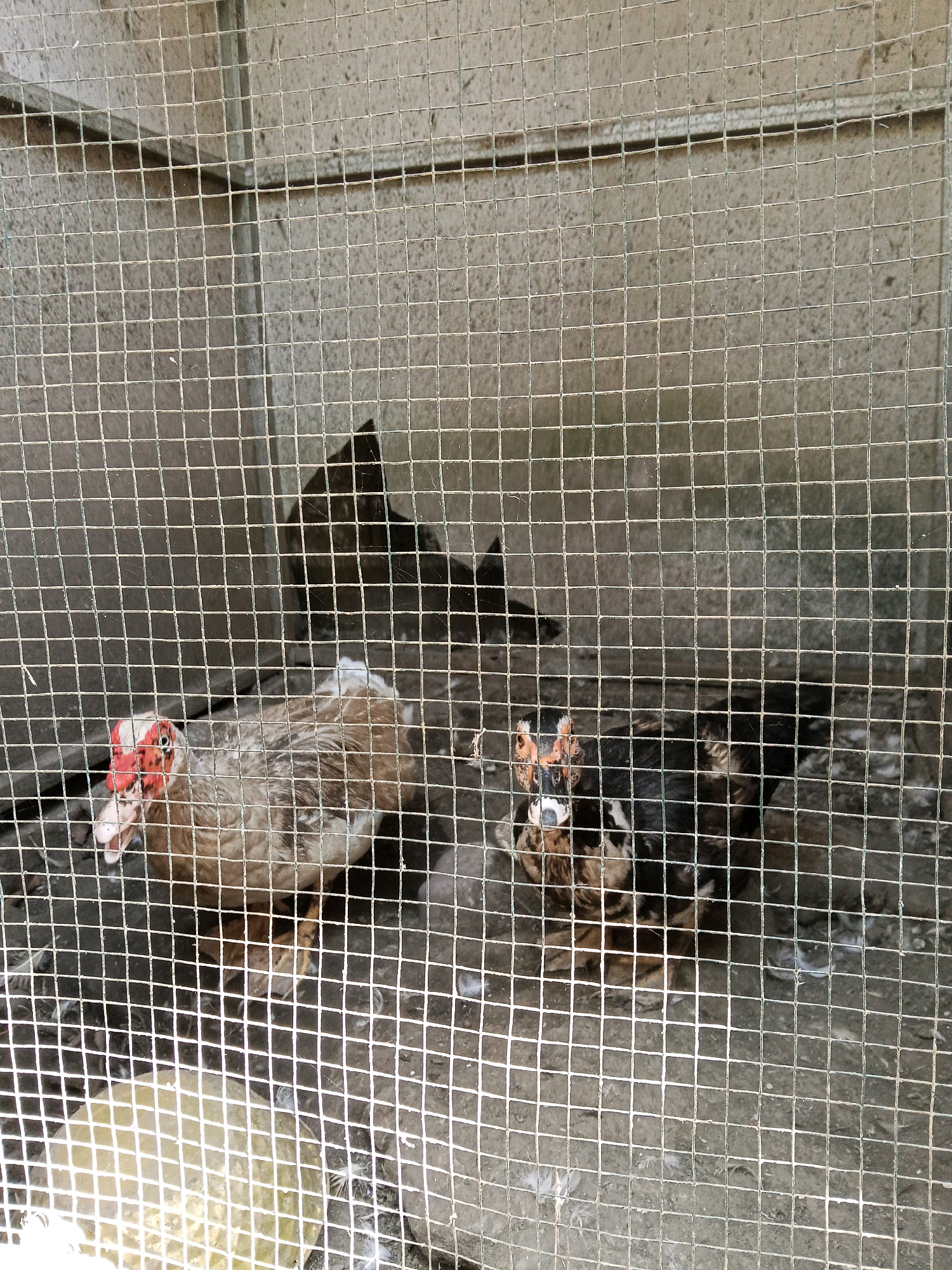The image shows a wire cage containing two Muscovy ducks and what appears to be two chickens or similar fowl. One Muscovy duck in the foreground is predominantly white with brown patches and a red, warty face. Its beak is partially open. Behind it, another Muscovy duck is visible, mostly brown with some white markings. Two dark-colored birds, likely chickens, are partially obscured in the background. The cage floor is dirt and debris. The background outside the cage appears to be a concrete wall. The image is a photograph taken within a pen or enclosure, likely in a rural or semi-rural setting. There are no indications of the city of Gaprang, Indonesia in the image itself.