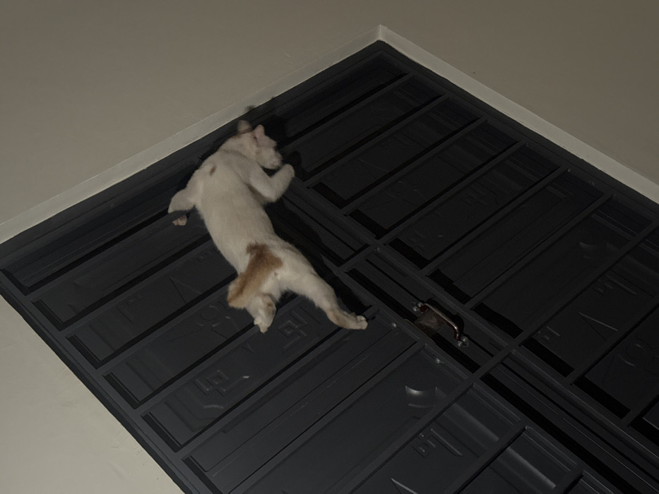 A white cat with orange patches lies on a black metal security gate. The cat is stretched out, facing toward the upper left corner of the frame. The gate is comprised of rectangular openings and a handle is seen towards the right. The surrounding walls are a neutral tone. The scene is dimly lit.