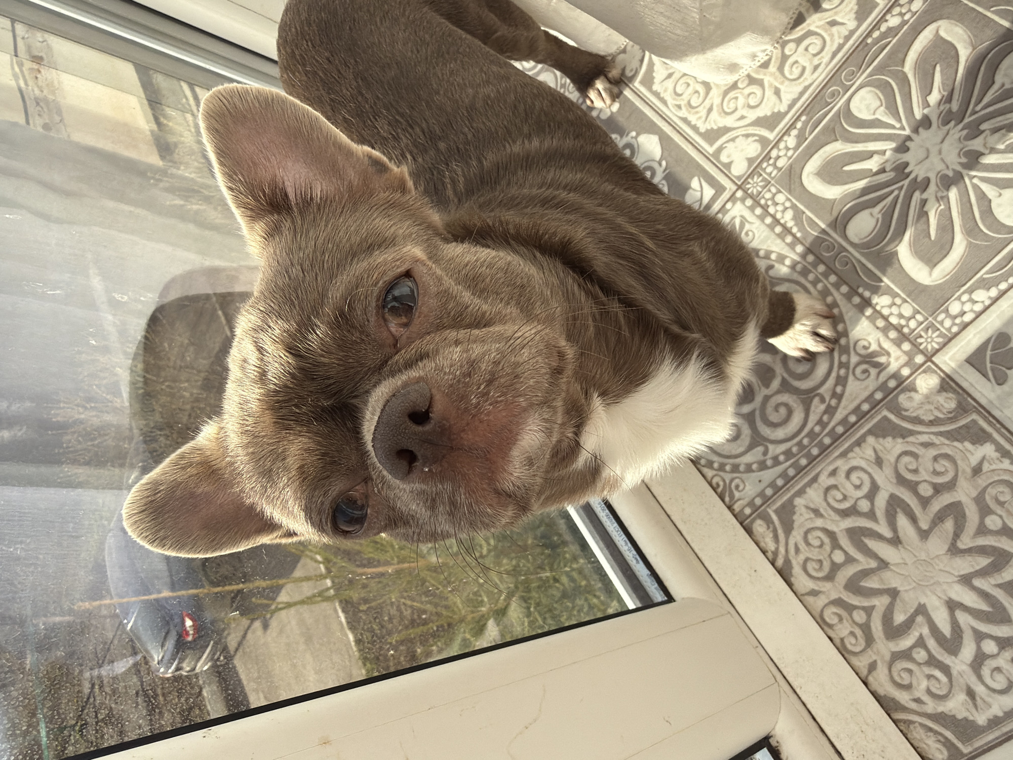 A brown and white dog is looking directly at the camera. The dog has large ears and a short snout. It is standing on gray and white patterned flooring near a window. Outside the window, a tree and other greenery can be seen. The location cannot be determined definitively as Votkinsk, Russia based on this image alone.