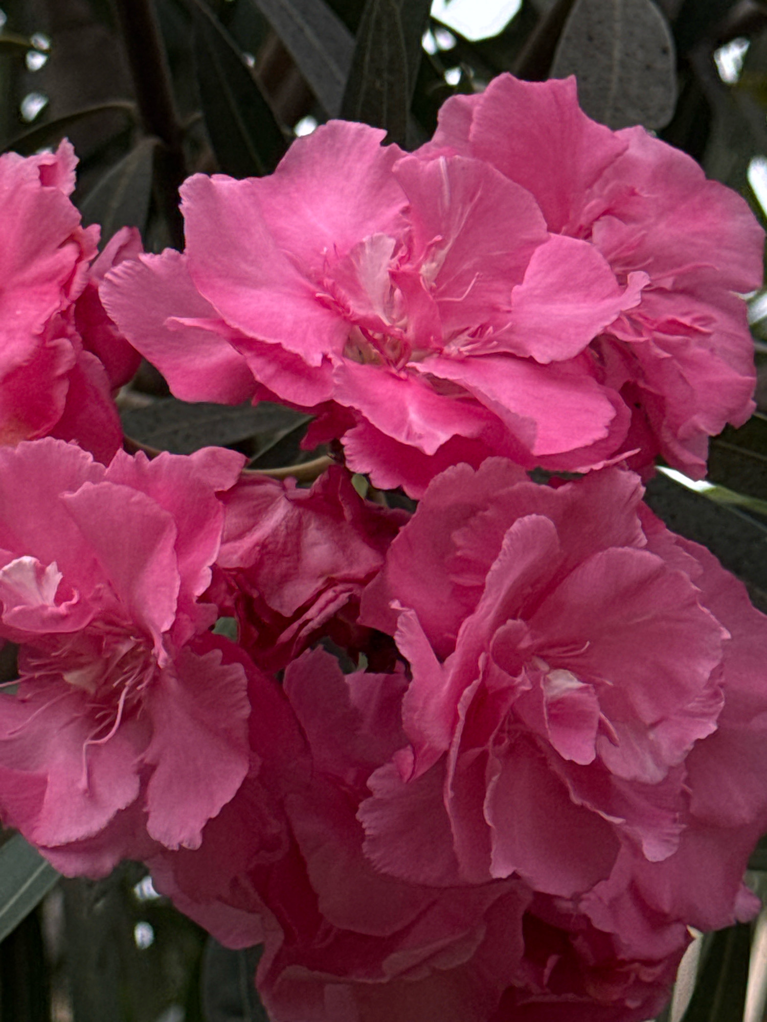 A close-up, vertical, low-angle shot shows a cluster of bright pink oleander flowers. The flowers are in various stages of bloom, with some petals tightly furled and others fully open, revealing delicate stamens. The texture of the petals is soft and slightly wrinkled, with some bearing faint white veining. The background is composed of dark green, out-of-focus oleander leaves, creating a soft contrast that makes the pink blossoms stand out. The lighting appears to be natural daylight, highlighting the vibrant color of the flowers. The image does not contain any discernible elements that would place it specifically in Essaouira, Morocco, beyond the general presence of oleander plants which are common in Mediterranean climates. There are no people or animals present in the frame.