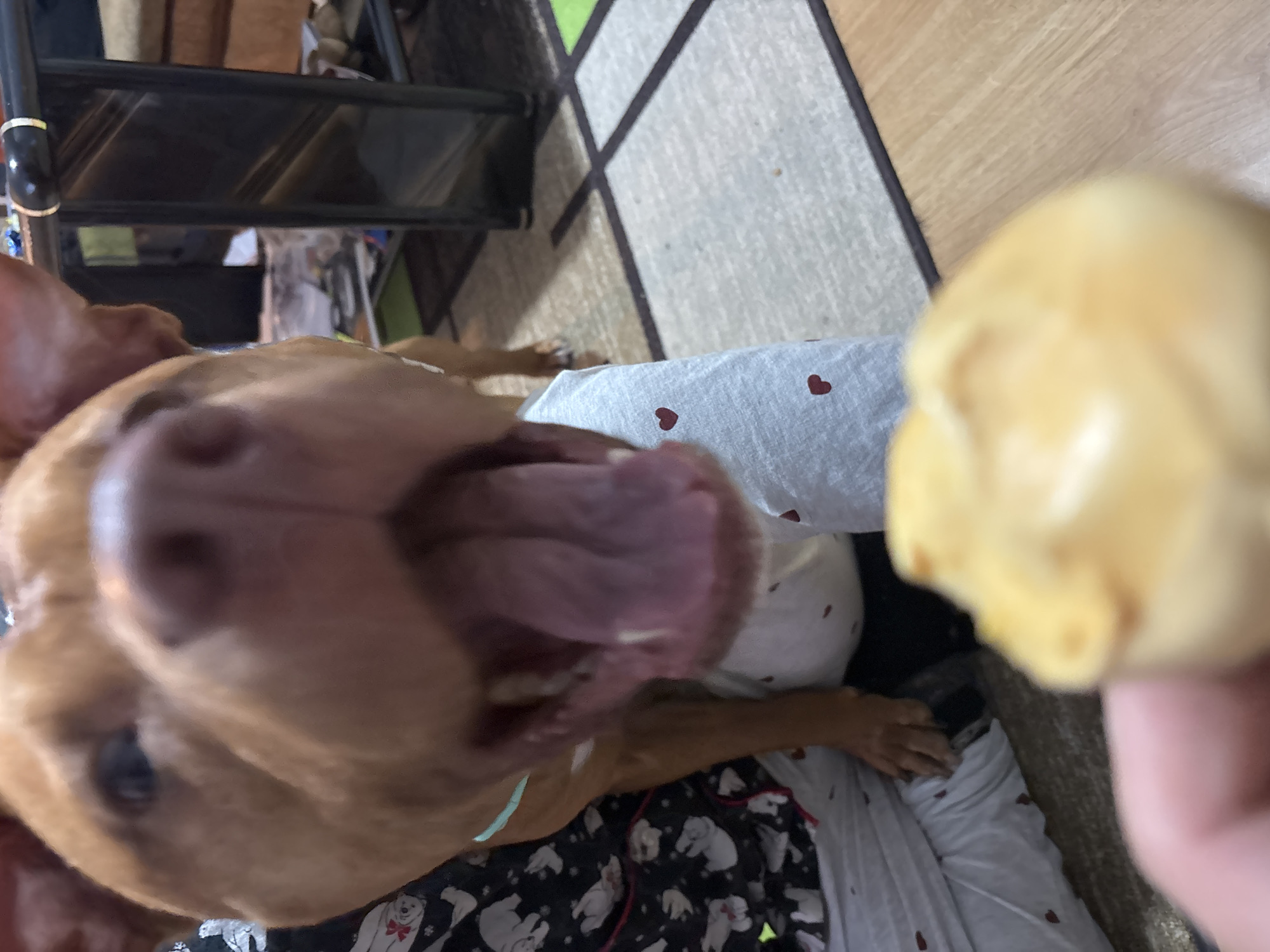A close-up, slightly tilted, indoor shot shows a tan dog with its mouth open wide, tongue extended, looking up towards a partially visible yellow treat being held in a hand just out of focus on the right. The dog is lying on patterned clothing, which is over a light grey fabric with red hearts. In the background, there is a section of carpet and a metal structure or furniture. The location and whether it's in Sofia, Bulgaria, cannot be determined from the image.