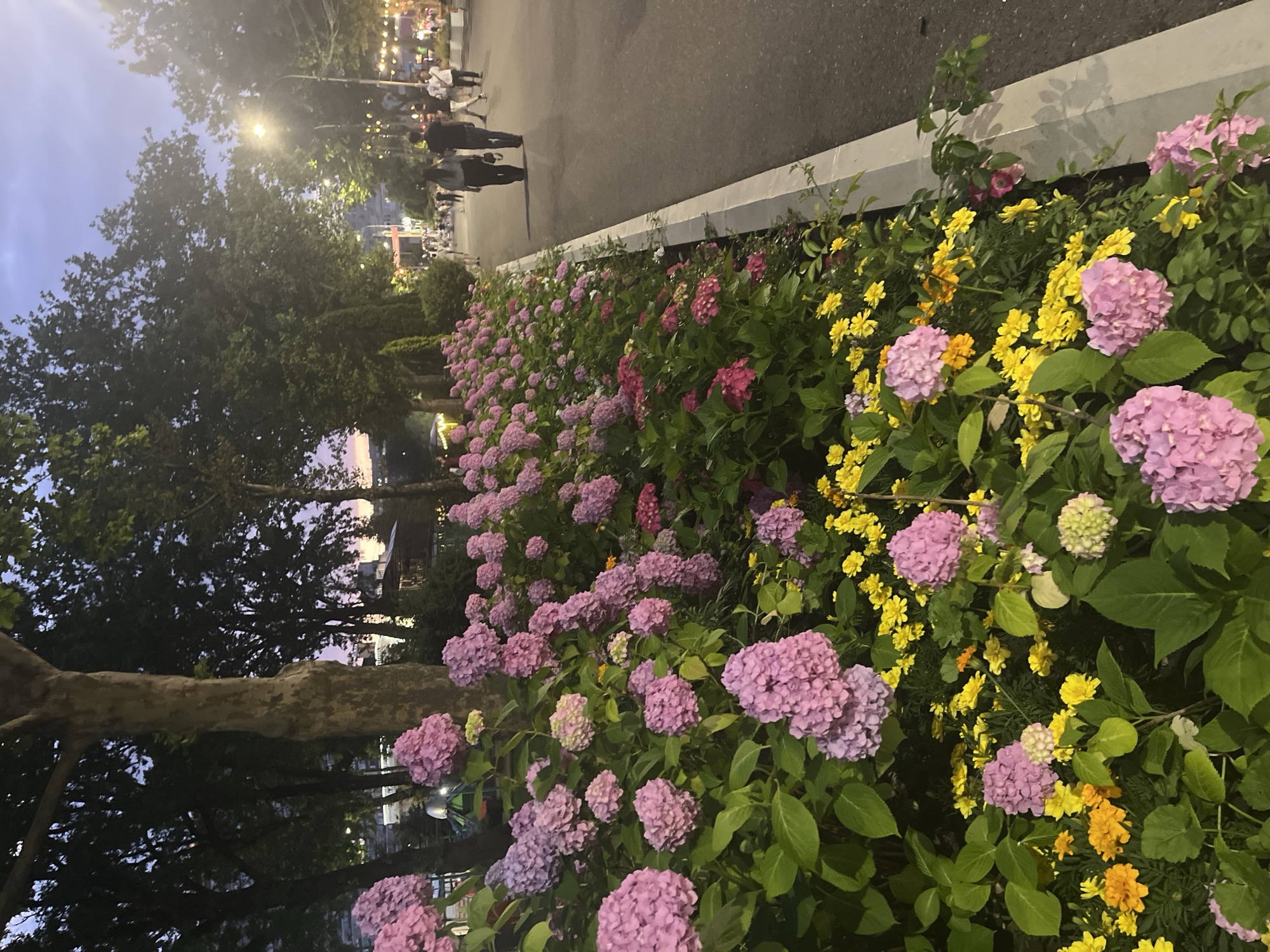 This is an outdoor, low-angle, medium shot photograph taken at dusk. The scene depicts a tree-lined walkway next to a flower bed. The flower bed is densely planted with large clusters of pink hydrangeas and smaller yellow flowers. The walkway is paved and curves to the right. Several people are walking on the walkway in the background, appearing as silhouettes against the twilight sky. Streetlights and decorative string lights are visible in the distance, illuminating the scene. The sky shows the soft colors of sunset with a hint of purple and orange. The overall atmosphere is peaceful and serene. The photograph appears to be taken in the city of Krasnodar, Russia, possibly in a park or along a promenade.