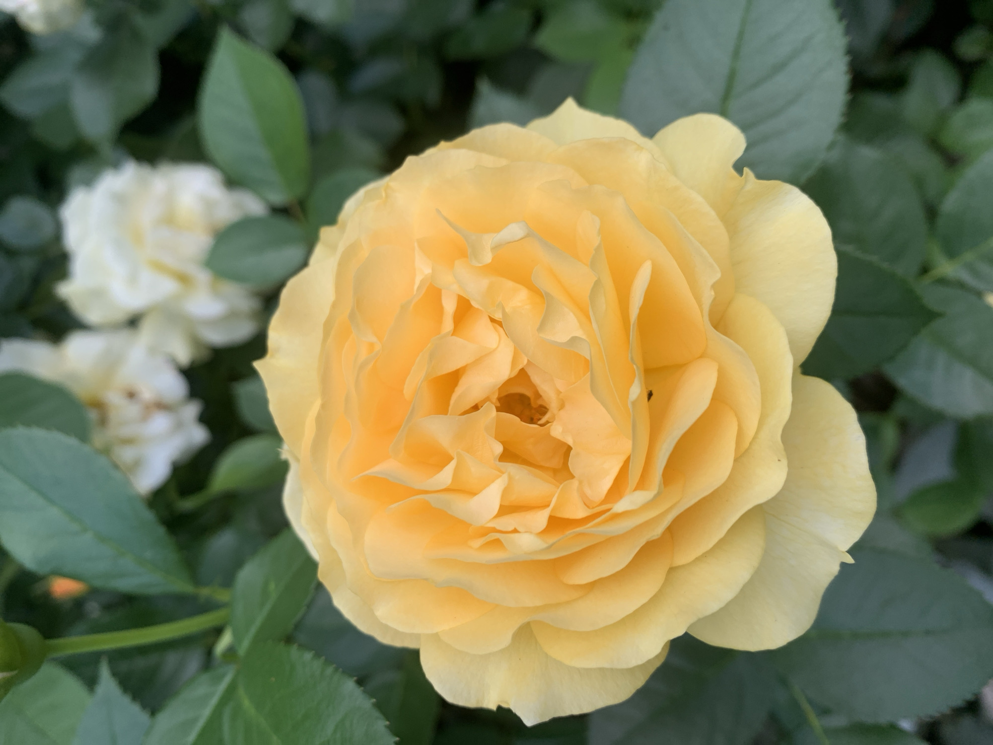 A close-up, eye-level shot captures a vibrant yellow rose in full bloom, its petals layered and unfurling in a spiral formation towards the center. The rose is the primary subject, positioned slightly off-center to the right, with its lush green foliage forming the background. In the upper background, out of focus, are hints of white roses, suggesting a garden setting. The lighting appears natural, highlighting the delicate texture and soft curves of the yellow rose. The overall impression is one of natural beauty and serenity. The image does not depict any specific location within the city of Lviv, Ukraine, nor does it contain any people, actions, or interactions.