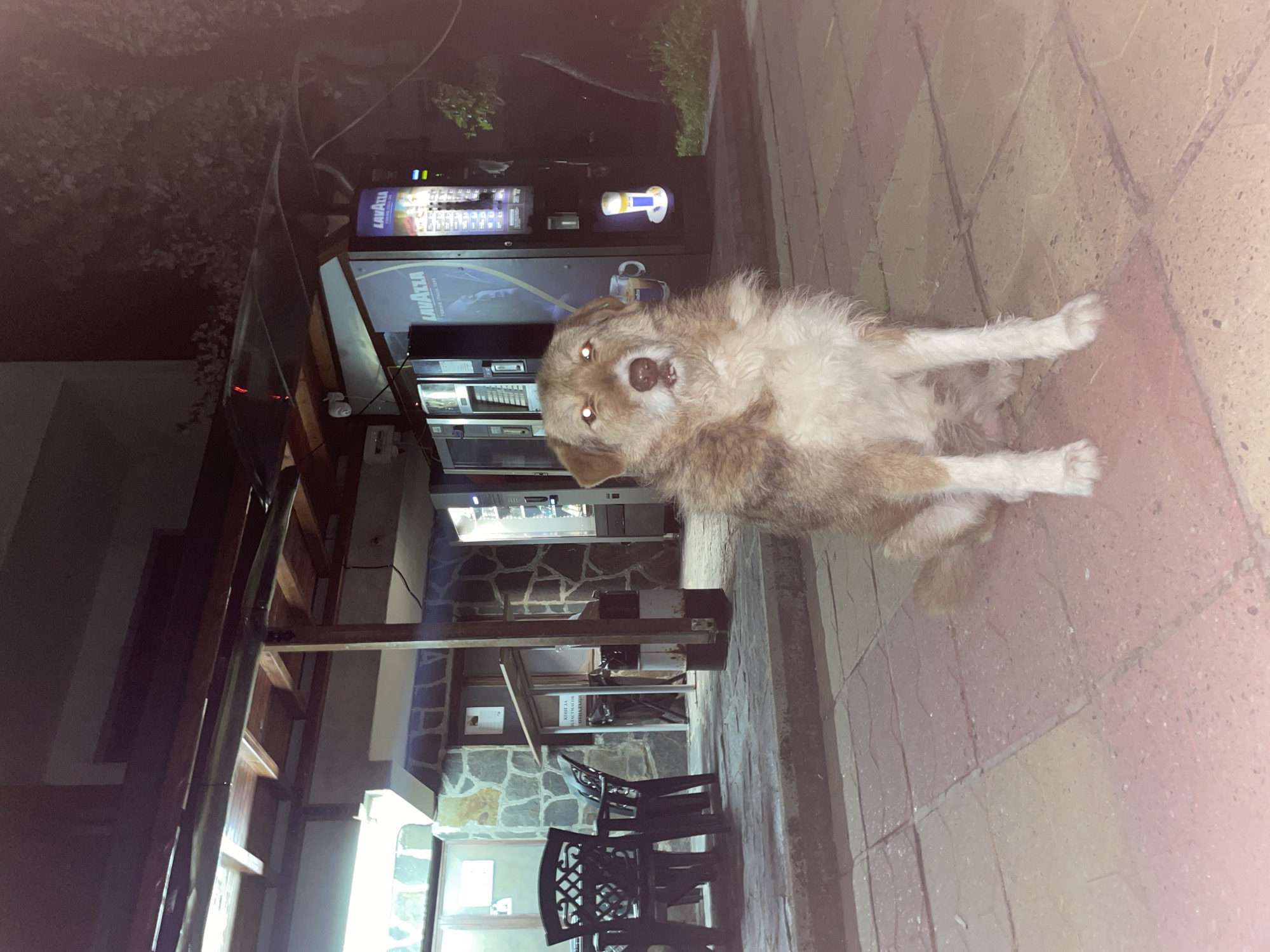 The image, taken in Zlatograd, Bulgaria, features a scruffy, medium-sized dog with light brown and white fur as its central subject. The dog is sitting or lying on a paved outdoor surface, looking directly at the camera with its eyes reflecting light, indicating the use of a flash. Its mouth is slightly open.
In the background, two dark-colored vending machines are prominently visible. One clearly displays the "LAVAZZA" logo, with the additional text "TORINO, ITALIA, 1895," suggesting it's a coffee machine. Behind the dog, an outdoor seating area with at least two dark, ornate chairs is present, alongside a building structure characterized by stone cladding and visible wooden beams. Some dimly lit foliage is also discernible in the deeper background.
The ground is paved with large, rectangular tiles in shades of reddish-brown and beige. The lighting conditions appear to be low, likely evening or nighttime, with artificial light illuminating the scene. A small white security camera is mounted on a wooden beam. Apart from the "LAVAZZA" text, other text on a distant sign is illegible. No other subjects or specific activities are clearly depicted, giving the scene a quiet, almost still atmosphere.