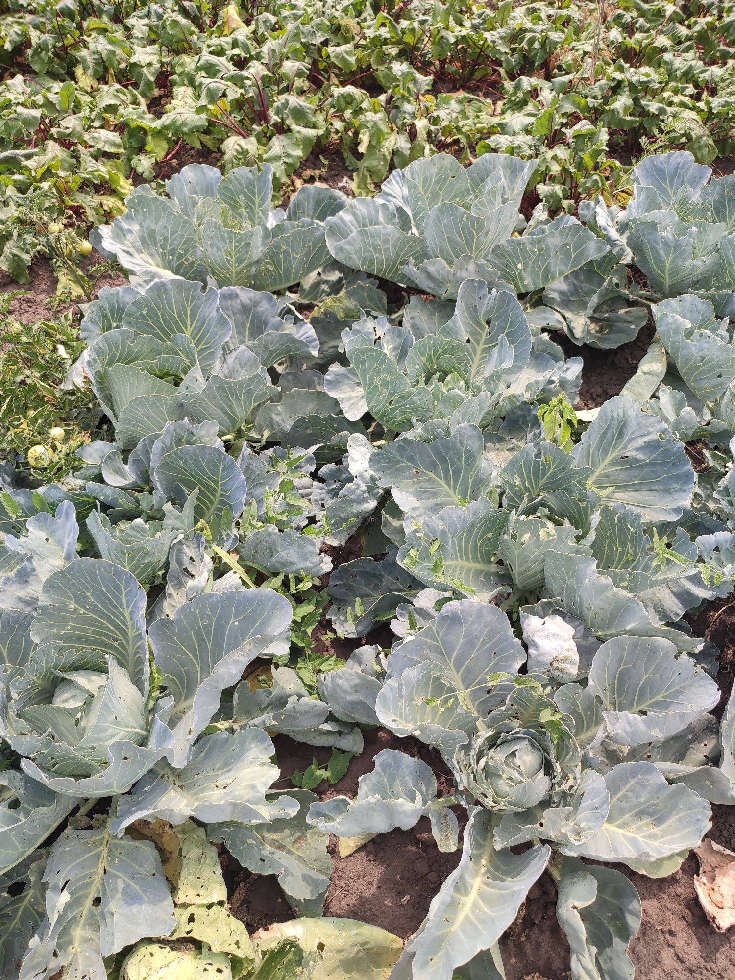 A field of cabbages is shown in a close-up, aerial view. The cabbages are large and leafy, with some showing signs of damage from insects. The field is surrounded by soil, and there are some other plants visible in the background. The lighting suggests it is daytime.