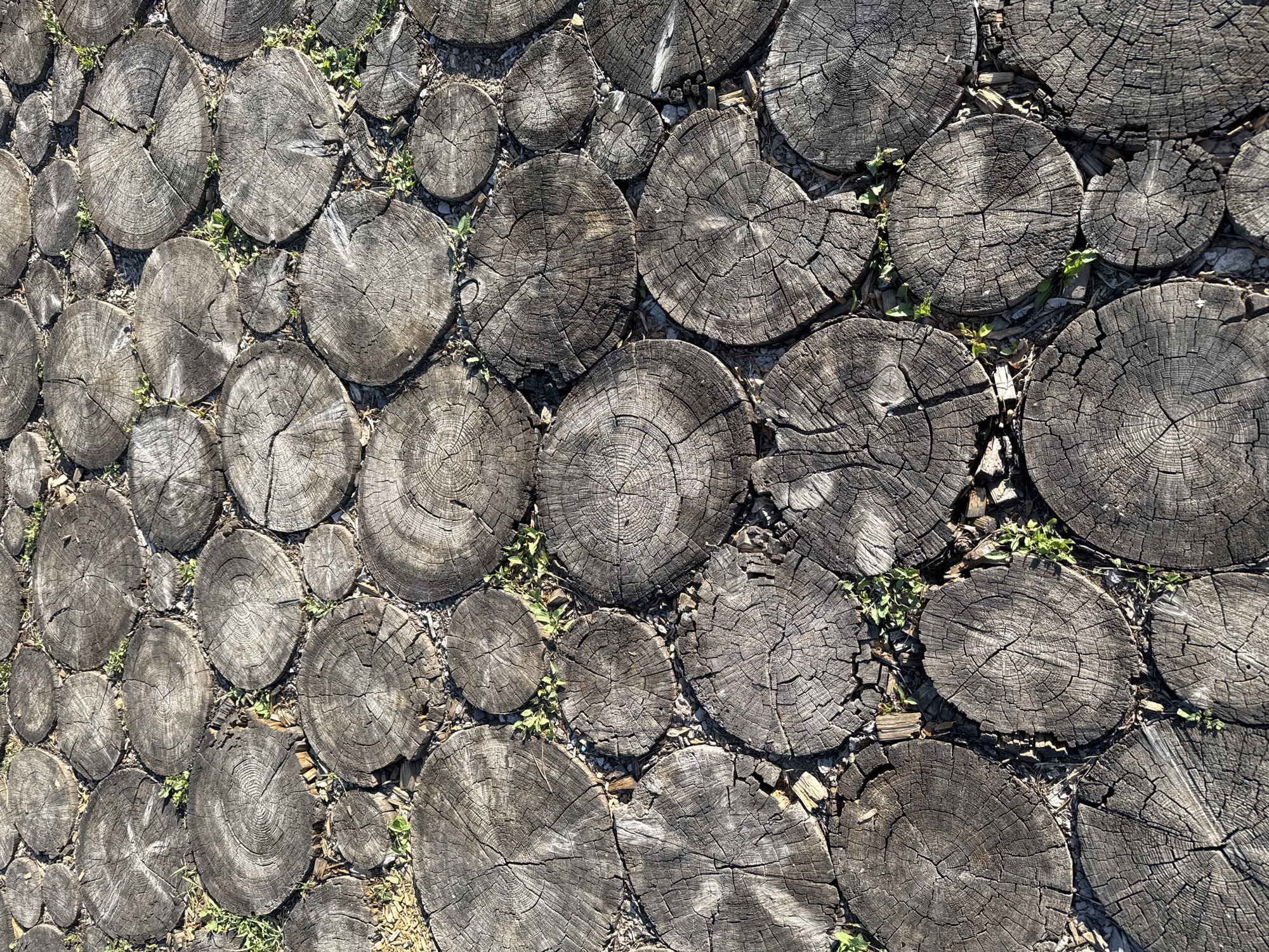 The image displays an overhead view of a ground surface in Izhevsk, Russia, composed of numerous circular wood slices. These slices vary in diameter and are tightly arranged, forming an irregular mosaic pattern. Each wood slice is a cross-section of a tree trunk or branch, exhibiting visible concentric tree rings and radial cracks that extend from the center to the periphery, consistent with dried and weathered wood. The wood has a greyish-brown coloration, indicating aging and exposure to elements.
Between the wood slices, irregular gaps are present, filled with a mixture of loose soil, small pebbles, and wood debris. Small clusters of green, herbaceous plant growth, consistent with weeds or groundcover, emerge from these gaps in various locations across the surface. The scene is illuminated by natural sunlight, casting subtle shadows that accentuate the texture and relief of the wood and the surrounding ground. No individuals, animals, or actions are depicted. The overall impression is that of a rustic or naturalistic pathway or ground covering.
