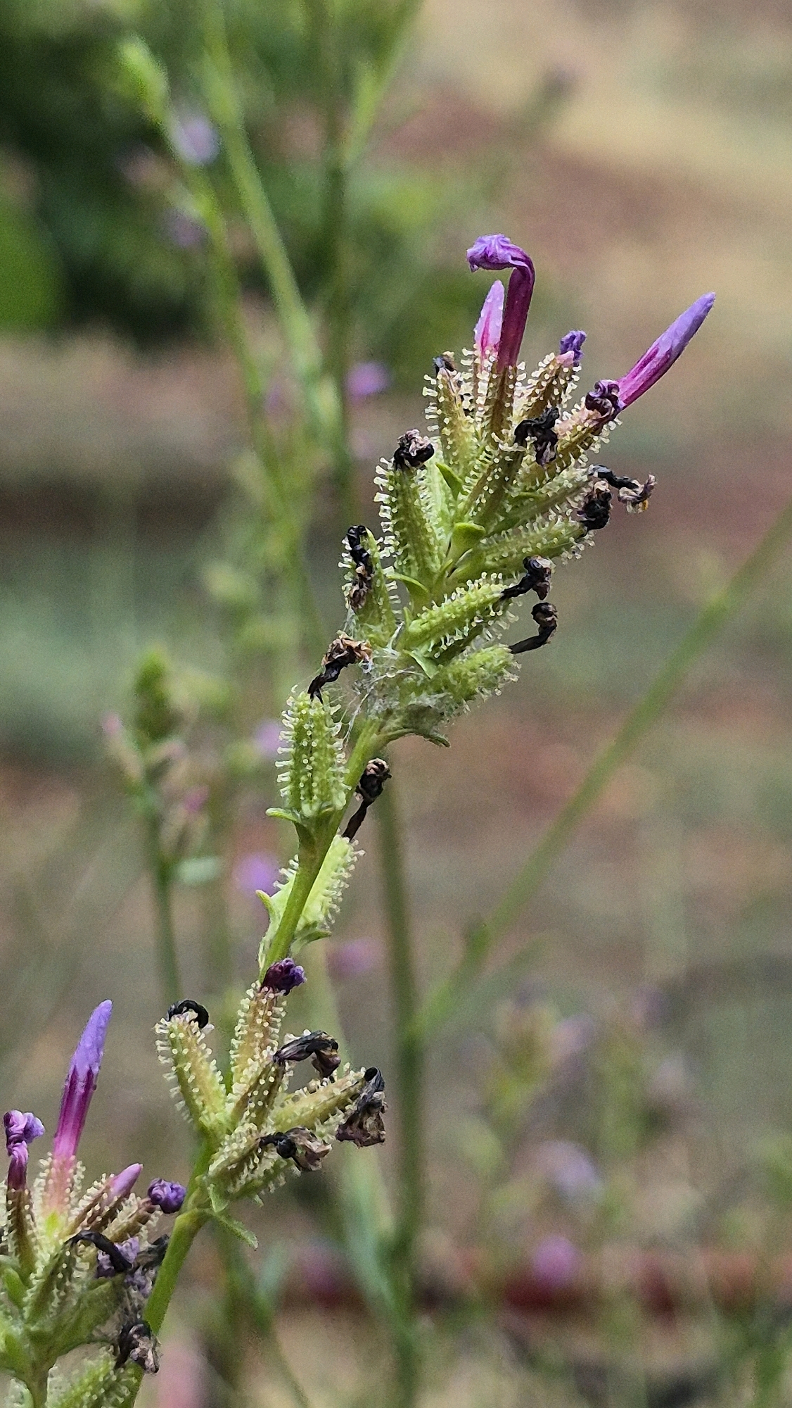 An extreme close-up vertical shot showcases a spike of green flowers and seed pods with dark, withered remnants of previous blooms. The main subject, a green stalk with numerous small, bristly green seed pods, is positioned centrally and extends upward. Several of these pods have dark, shriveled remnants at their tips. Emerging from the top of the stalk are two vibrant purple flower petals, one curled over and the other extending upward. The background is blurred and indistinct, featuring soft greens and browns, suggesting an outdoor environment, possibly a park or garden in an urban setting, but no specific city or location details can be determined. The lighting is natural and diffused, highlighting the textures and colors of the plant.