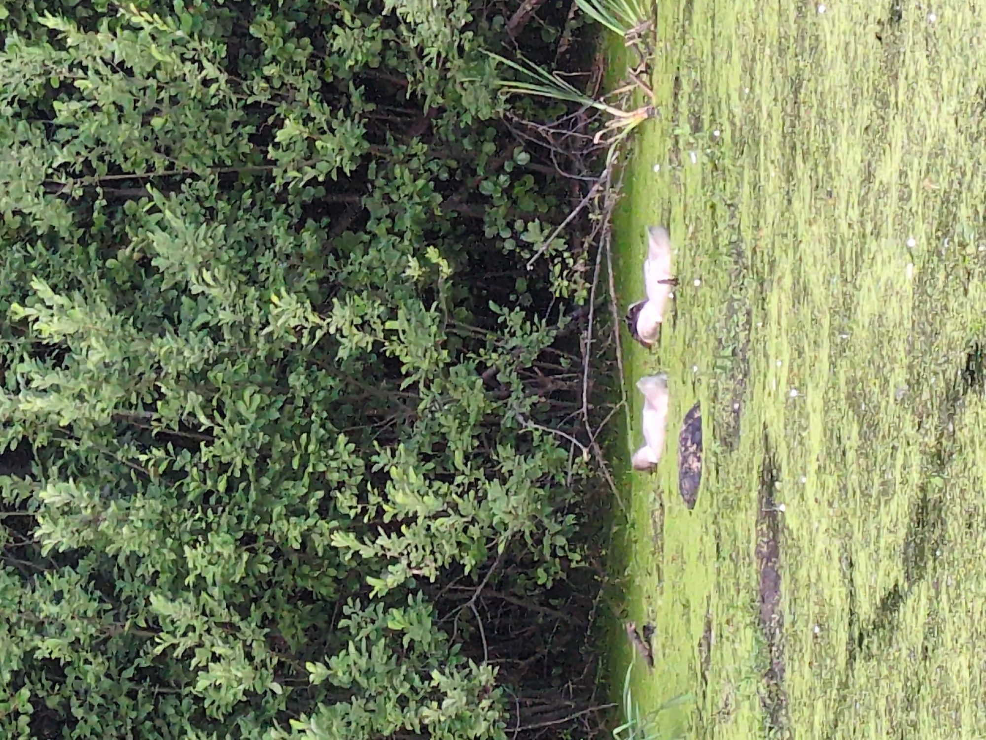 The image depicts a wetland environment with dense green foliage in the background, likely a park or natural area in Velikovo, Russia. In the foreground, several subjects are present in the water, which is covered in a thick layer of green algae or duckweed.
There are three visible ducks in the water. One duck, on the far left, is mostly submerged, with only its head and a small portion of its back visible. Its head appears to be dark in color. Two other ducks are further to the right. The middle duck is lying on its side with its head and neck extended, showing light-colored feathers on its underside. To its right, another duck is also resting, with its head up and appearing to be facing left. Its body is mostly submerged, and its visible feathers are white.
A small, dark-colored object, possibly a frog or a small reptile, is also visible on the algae-covered water to the left of the ducks. In the far background, the dense green leaves of trees or shrubs create a wall of vegetation. Some thin, dry branches are visible in the water among the vegetation. The overall impression is a peaceful, natural scene in a body of water choked with vegetation.