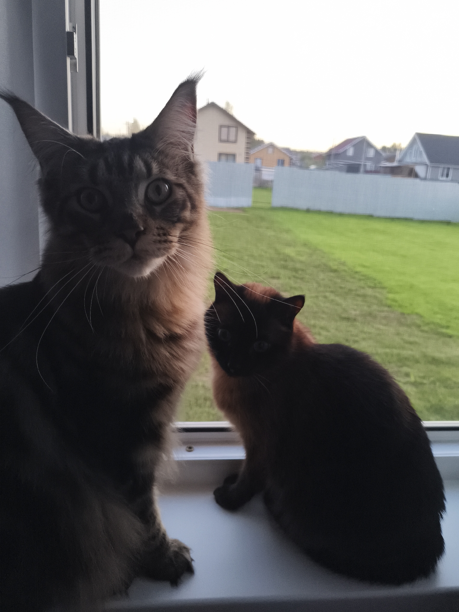 Two cats sit on a windowsill in front of a view of houses, a fence, and a grassy field. The cat on the left is larger and light brown in color, with large ears. The cat on the right is smaller and has a darker brown body with some lighter brown fur around its head and neck. The location is Русский Вожой, Russia.