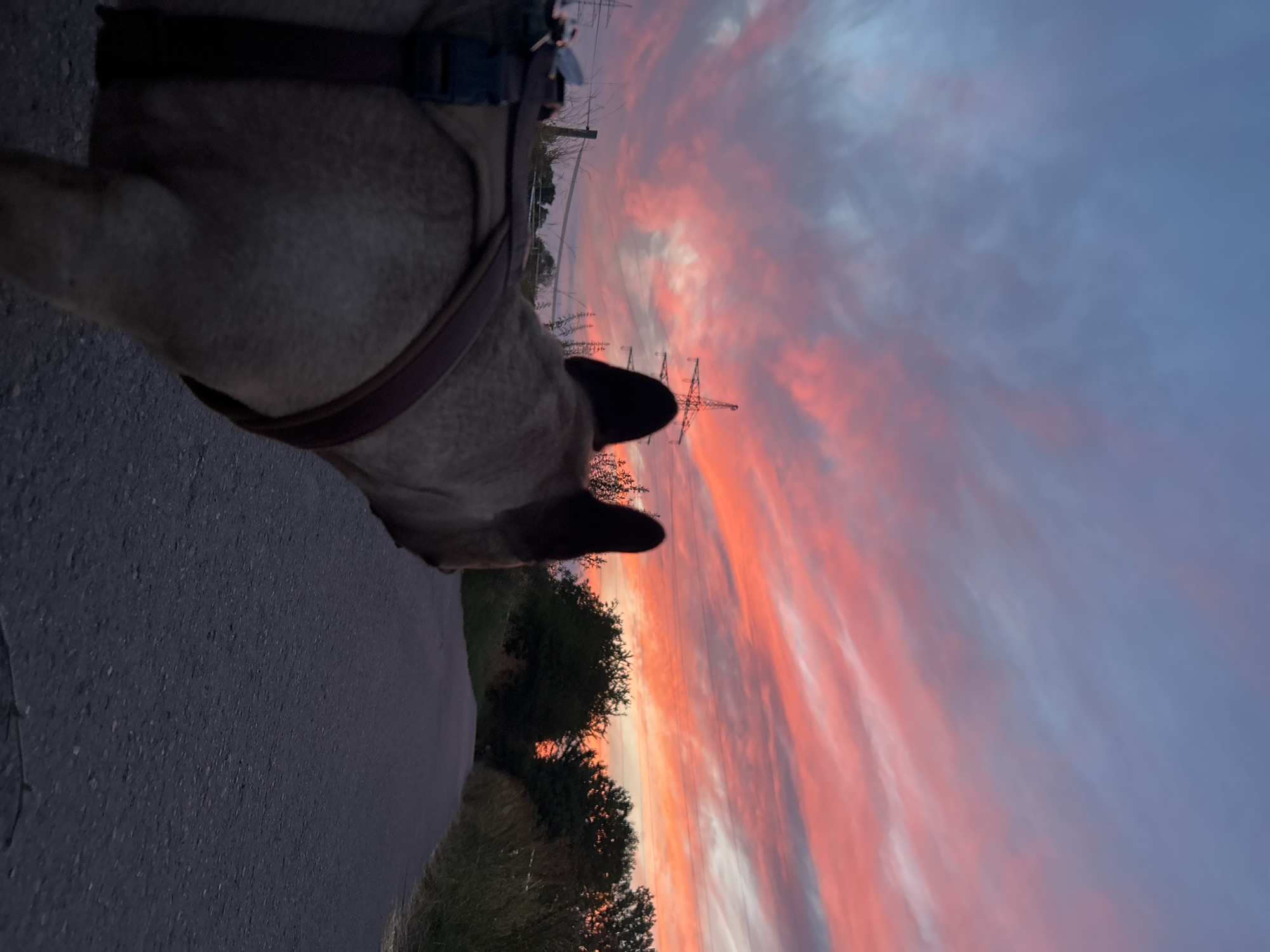 The image shows a low-angle, rear-view shot of a tan French bulldog wearing a harness. The dog is facing away from the camera, looking towards a paved path that recedes into the distance. The path is bordered by tall grass and trees on either side. In the background, a dramatic sunset paints the sky with vibrant hues of pink, orange, and blue. Several tall, lattice-like electricity pylons are visible against the colorful sky. The scene appears to be in a semi-rural or park-like setting on the outskirts of Frankfurt, Germany, likely during the evening hours.