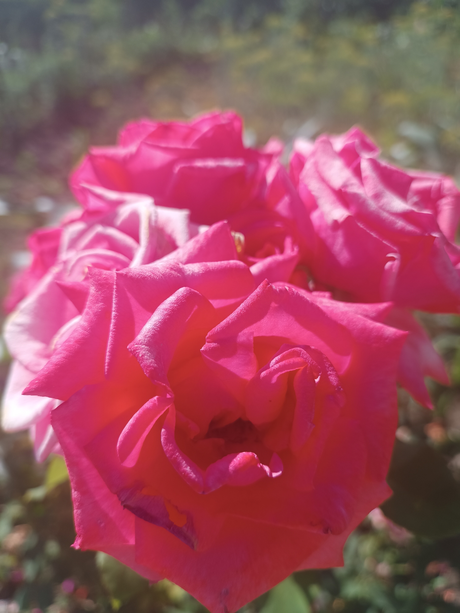 A close-up, shallow depth-of-field photograph captures a cluster of vibrant pink roses bathed in bright sunlight. The roses are the primary focus, with their velvety petals unfurling in intricate layers. The background is softly blurred, suggesting an outdoor environment with hints of green foliage and dappled light. The overall impression is one of natural beauty and delicate floral detail. The photograph was taken in a garden in Cristești, Moldova.