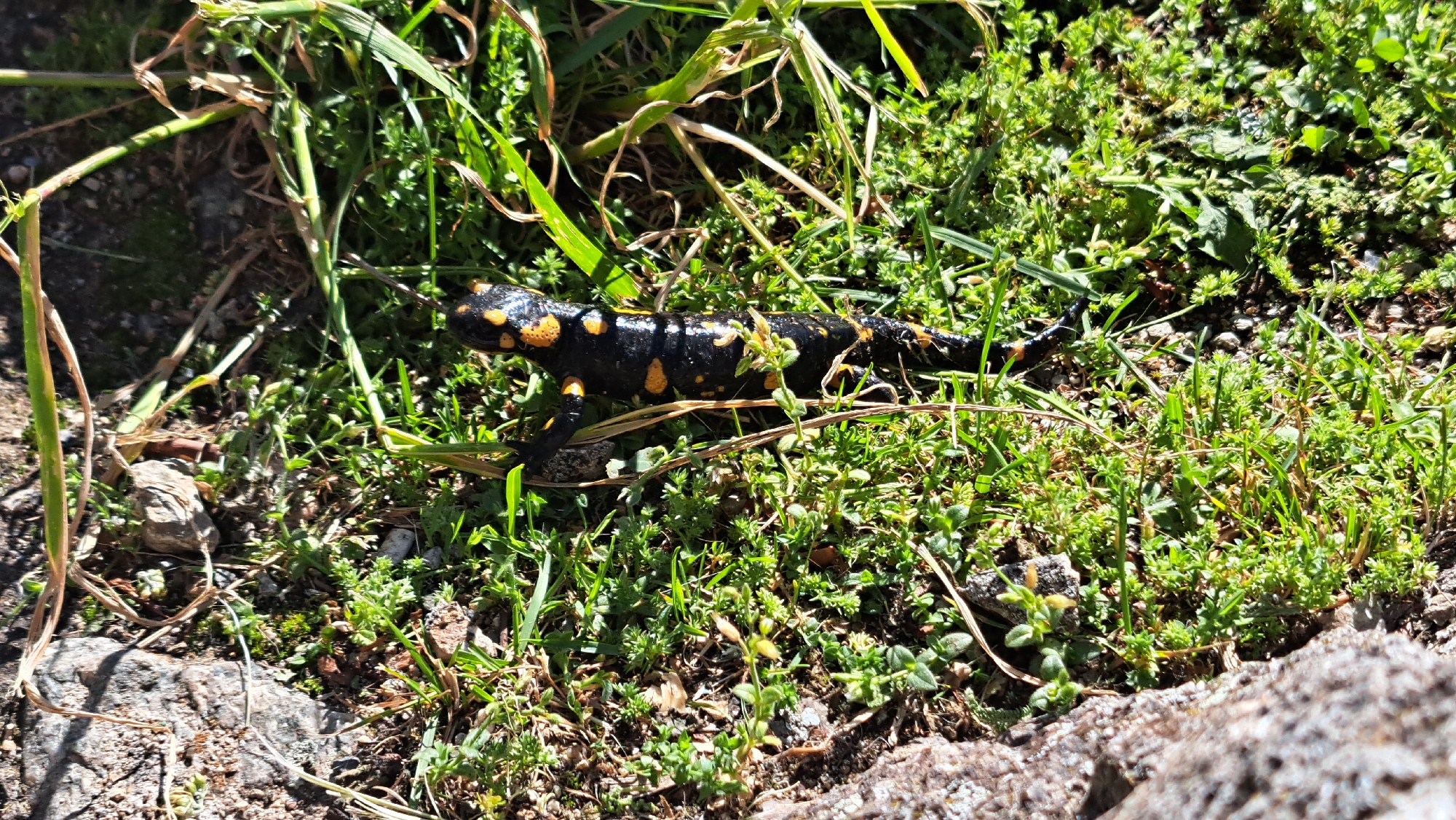A fire salamander, identified by its black skin and yellow spots, rests on a patch of green grass and soil. The salamander is positioned horizontally in the center of the frame, with its body slightly curved. Green grass and small plants surround the creature, with some dry leaves and rocks also present in the environment. The lighting suggests it is daytime, with sunlight casting shadows on the ground. The background consists of more vegetation and a rocky outcrop on the right side. The location is not specified.