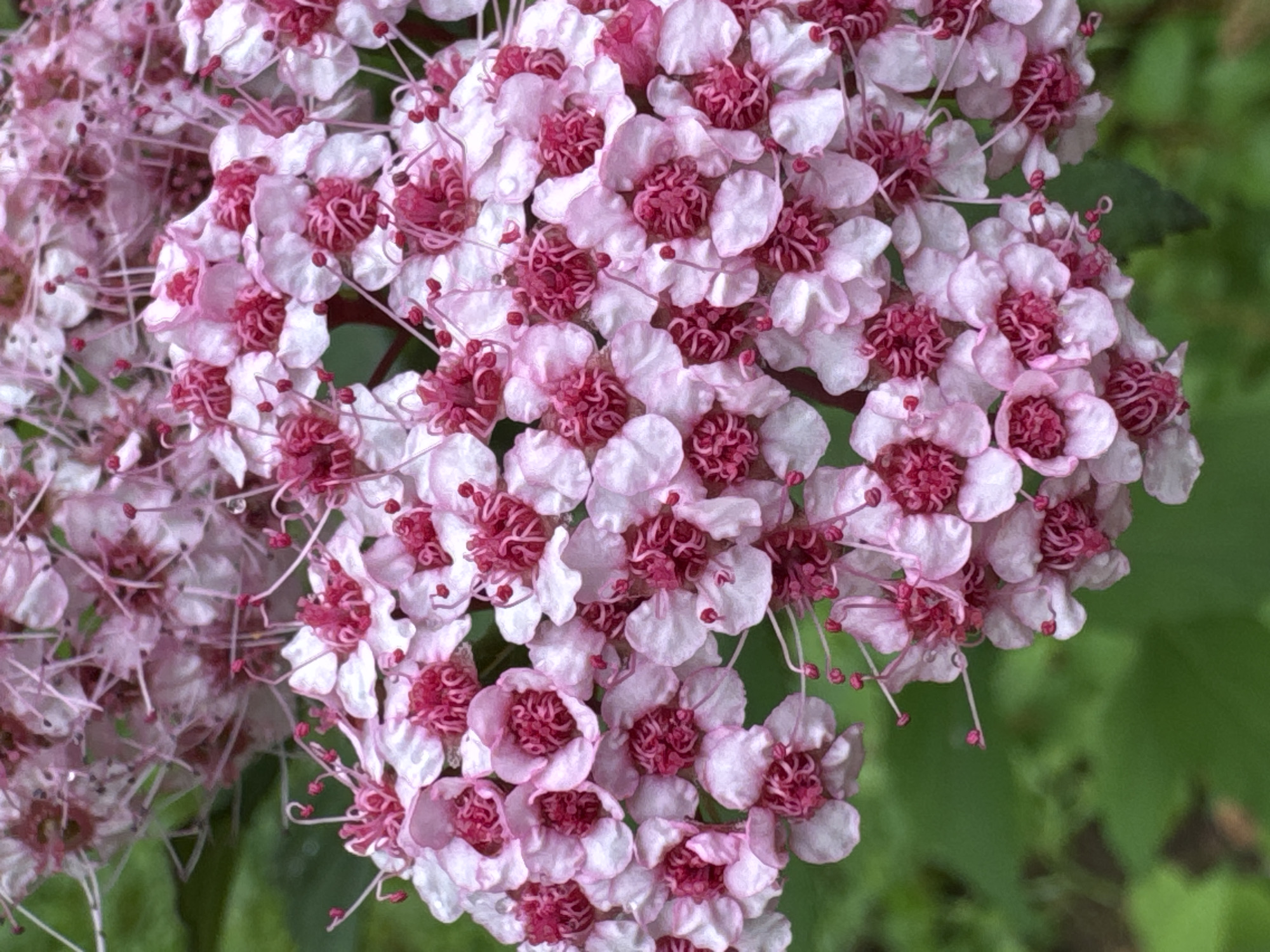 The image is a close-up photograph of a cluster of small, delicate pink flowers, likely Spiraea, set against a blurred green background of foliage. The flowers are numerous and densely packed, with many individual blooms visible. Each flower has five pale pink petals surrounding a central cluster of vibrant pink stamens. Some of the stamens are tipped with red anthers, and some of the flowers appear to have tiny water droplets on their petals, suggesting it may have rained recently or there is dew. The overall impression is one of abundance and a soft, natural beauty. The location is identified as Steklyannyi, Russia.