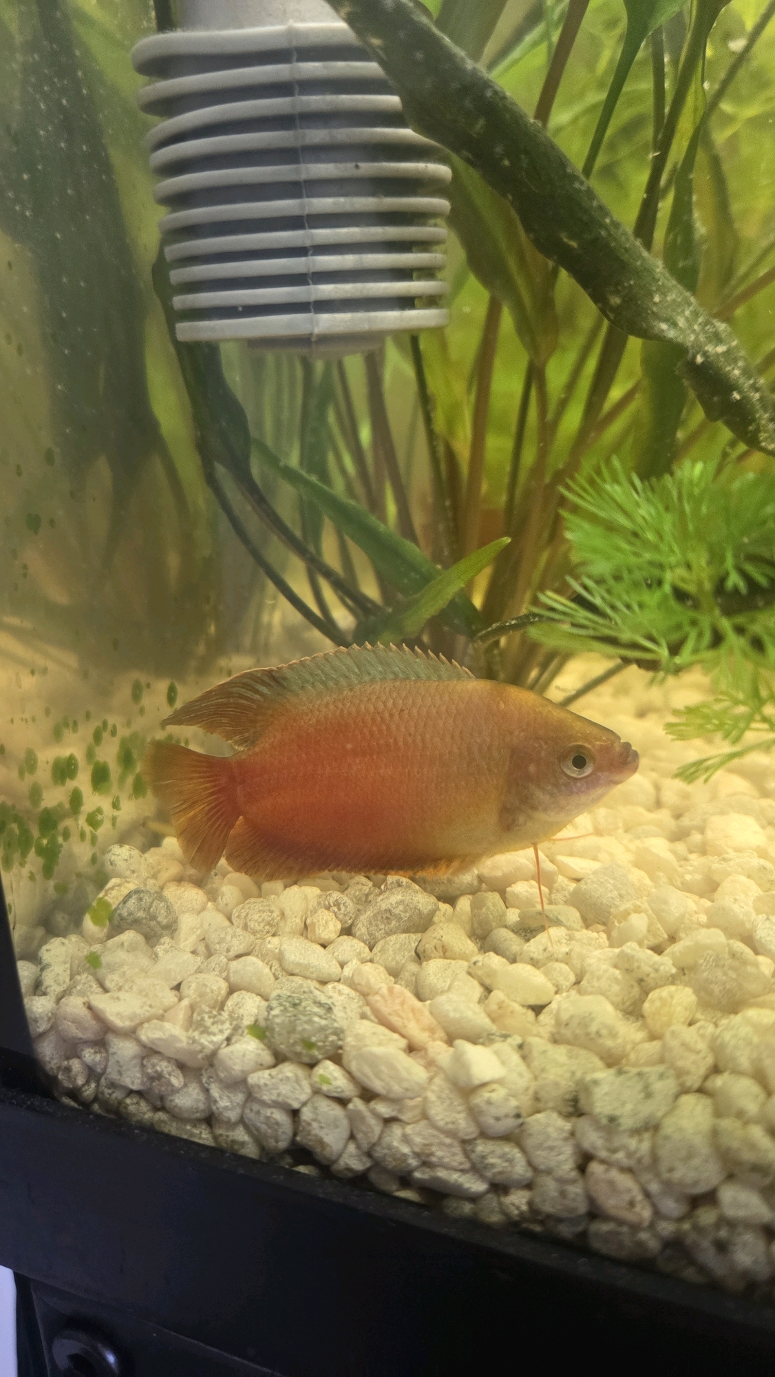 The image shows a close-up of a red gourami fish swimming in an aquarium. The fish is in the center of the frame, facing to the right. It has a reddish-orange body with some lighter coloration on its underside. Its fins are visible, including a dorsal fin with spiky rays and a tail fin. The aquarium has a substrate of light-colored gravel, with some small green algae visible on the gravel and the glass. In the background, there are aquarium plants, some of which are dark green and leafy, and others are feathery and lighter green. A gray, ribbed aquarium filter is visible in the upper left corner. The lighting appears to be coming from above, creating some reflections on the water's surface. The image does not contain any information that would allow for its location to be identified as Oak Lawn, United States of America.