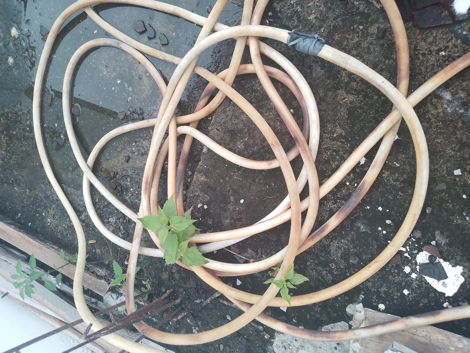 The image captures an overhead view of a coiled and tangled light-colored garden hose resting on a wet, dark, and uneven ground surface. The hose, primarily beige or off-white, exhibits signs of age and dirt, with several sections showing reddish-brown discoloration, possibly from sun exposure or grime. One segment of the hose, towards the upper right, is visibly wrapped with dark, possibly black, tape, suggesting a repair or connection point.
Small clusters of vibrant green plants or weeds are growing through and around the coils of the hose, indicating vegetation in cracks or along edges of the ground. The ground itself appears to be a mix of weathered concrete or asphalt, with patches of standing water reflecting light, suggesting it is damp or has recently been wet. Scattered on the ground are various small pieces of debris, including dark, irregularly shaped stones or broken material, and some lighter colored specks. A wooden board is visible along the bottom left edge, partially obscured by the hose and more vegetation. The overall setting is an outdoor, possibly utilitarian or neglected area, consistent with a backyard or side space in a tropical environment like Kuta Selatan, Indonesia. No specific activity is occurring, and there is no visible text. The lighting suggests daytime.