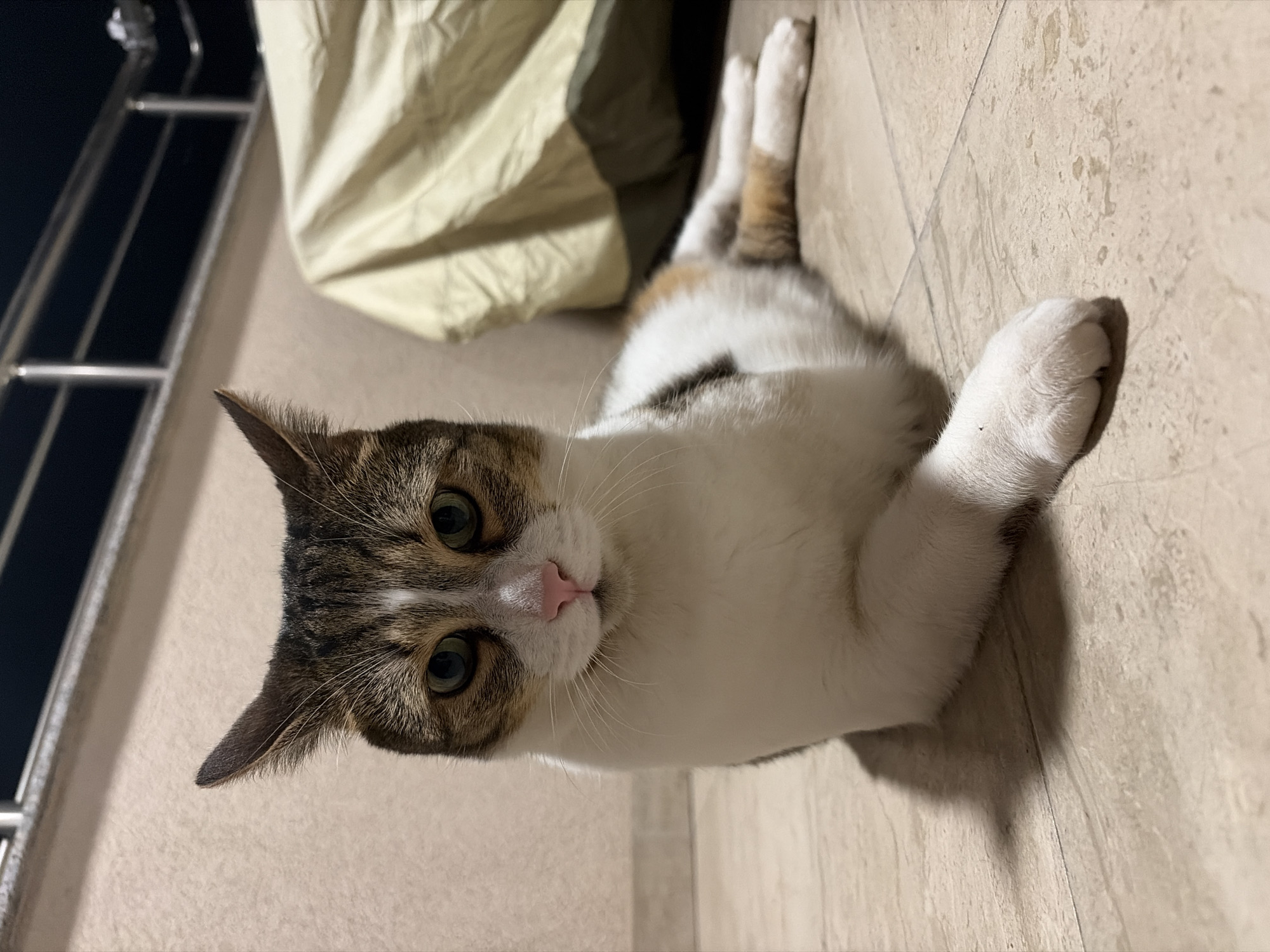 A medium shot, eye-level, outdoor, low-light photograph captures a calico cat lying on a tiled floor. The cat, primarily white with patches of brown and black tabby markings on its head, back, and tail, is positioned facing the camera. Its green eyes are open, and its pink nose is visible. The cat is resting its front paws forward, with its left paw extended. Behind the cat, a beige-colored sheet or cover is draped over an unseen object, casting a shadow on the wall. A metal railing is visible in the upper portion of the frame, against a dark background. The tiled floor appears to be made of beige and cream-colored square tiles. The lighting is dim, suggesting it is nighttime or dusk. The location is described as Unknown, Unknown.