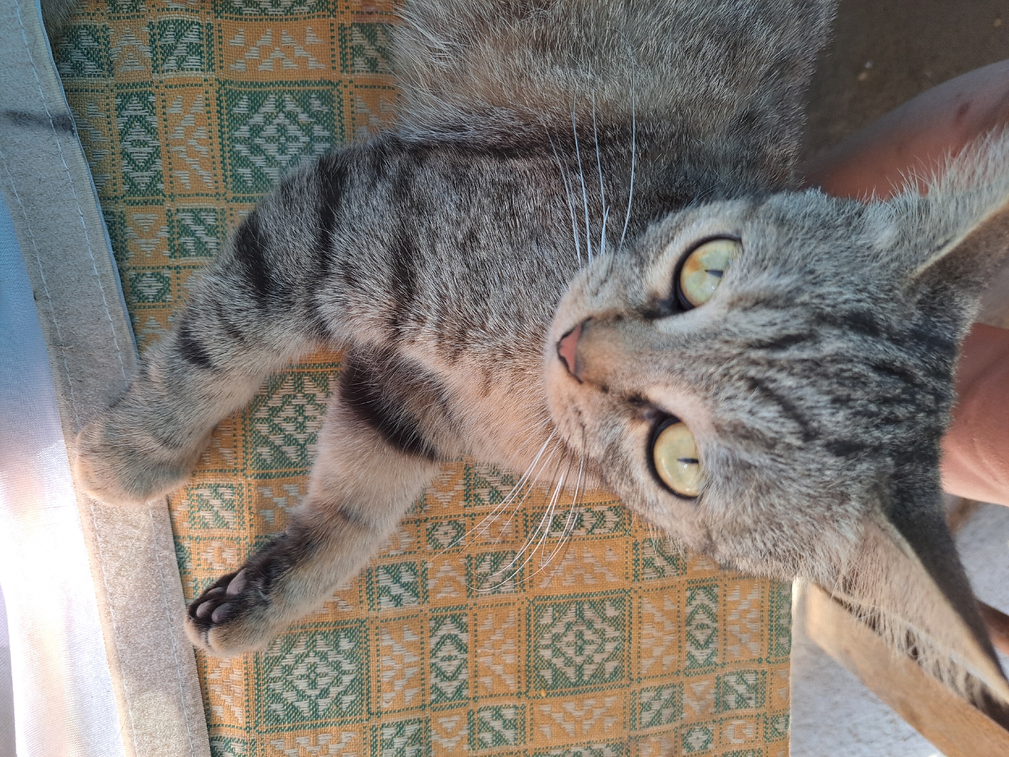 A grey tabby cat is lying on its back on a patterned fabric surface. The cat has bright green eyes and white whiskers. One of its front paws is raised and visible. The fabric has a pattern of green and yellow squares. The image appears to be taken outdoors, possibly in the city of Vypasne, Ukraine. The lighting suggests it is daytime.
