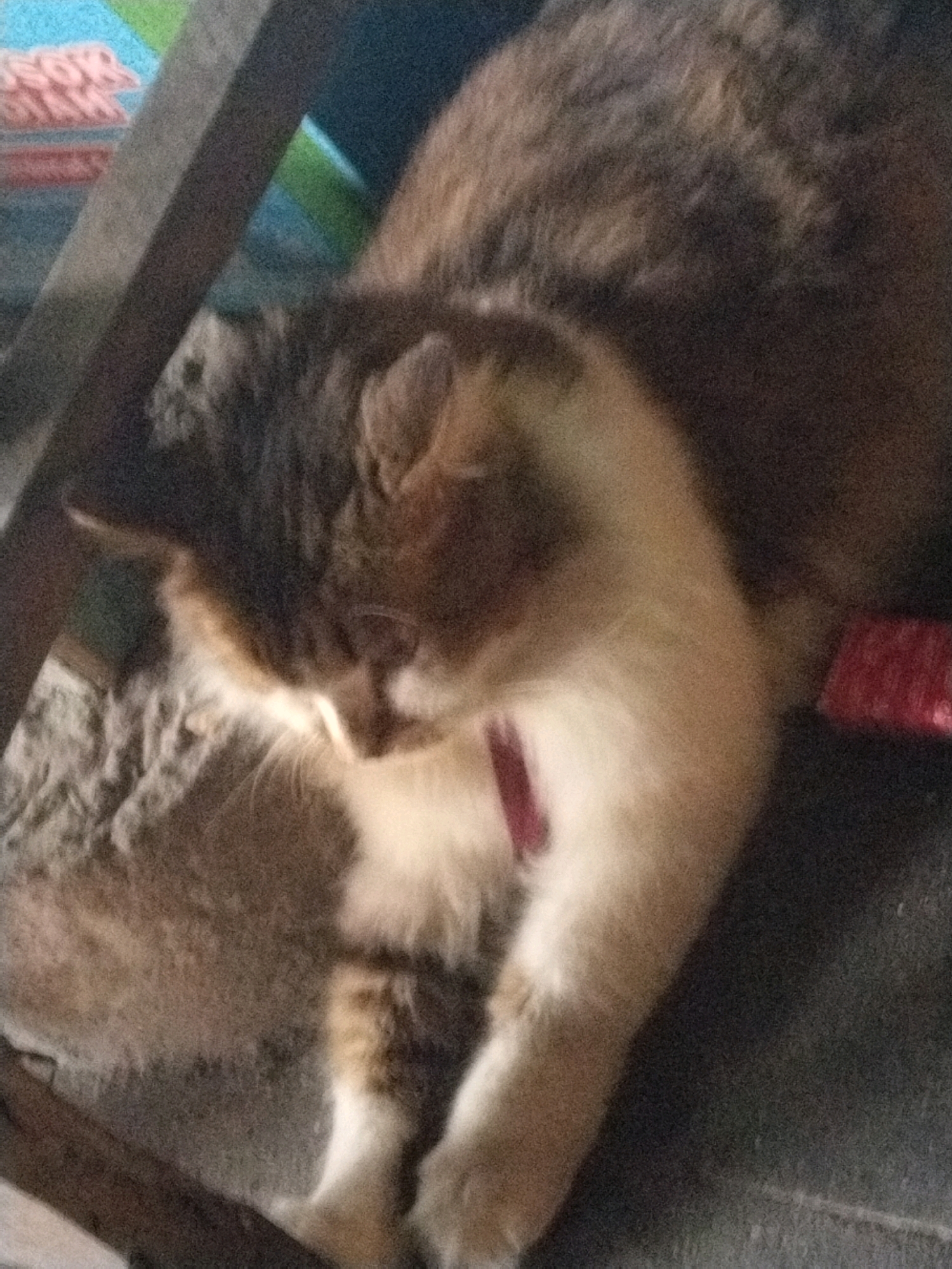 The image shows a domestic cat lying down. The cat is predominantly brown and white, with darker markings on its head and back. It appears to be resting on a dark surface, possibly a floor or furniture. A red object, perhaps a toy or collar, is visible around the cat's neck. The background is out of focus but suggests an indoor environment with some colorful items. There are no people present in the image, and no elements clearly indicate a location in Yogyakarta, Indonesia. The image quality is low, with a grainy texture and soft focus, making detailed analysis of specific features difficult.