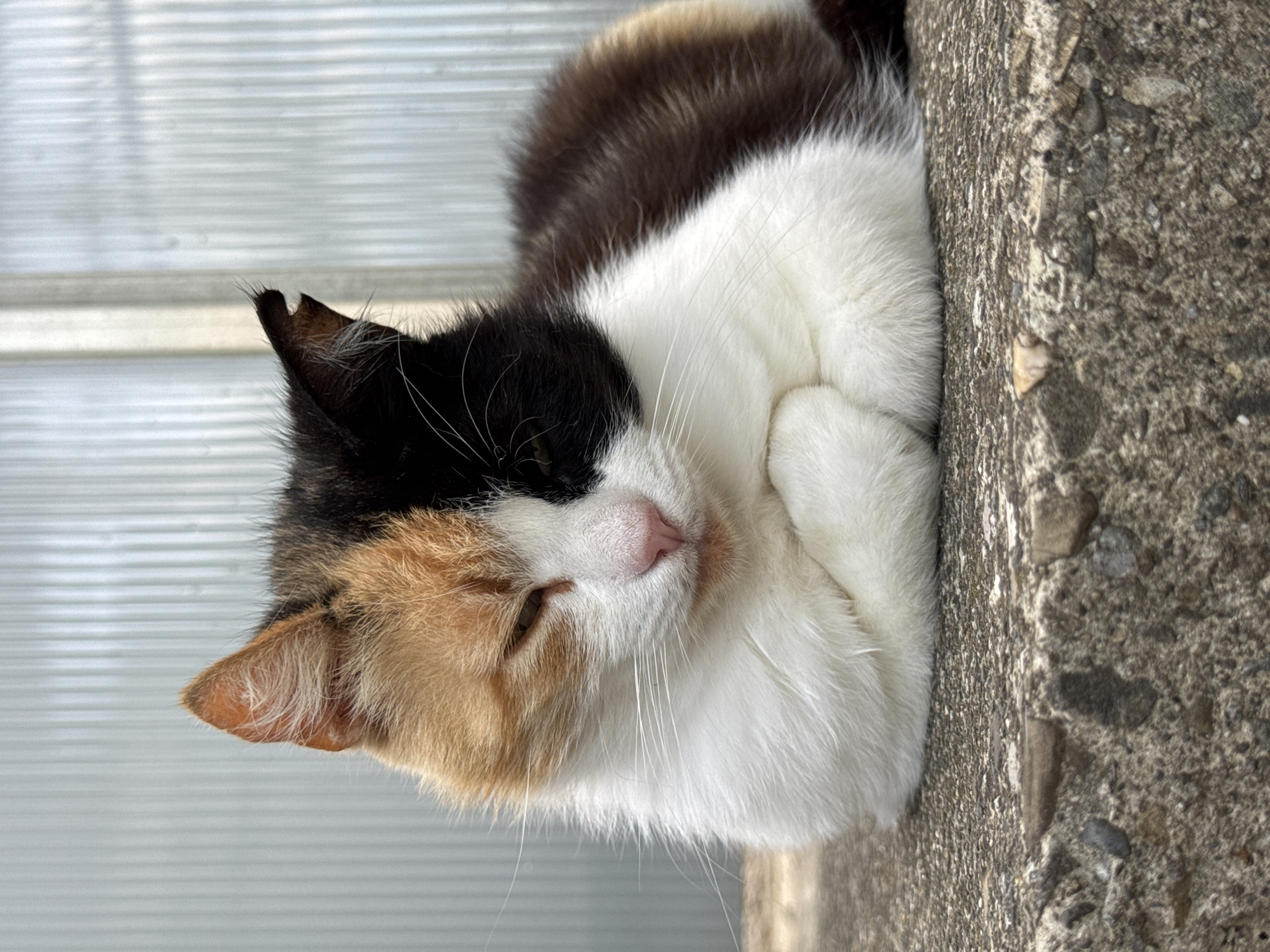 A calico cat with white, black, and orange fur is lying down on a textured concrete surface. The cat has its eyes partially closed and its front paws tucked underneath its body. The background consists of a translucent, ribbed surface. The scene is set outdoors, and no specific location in Sochi, Russia is discernible from the image itself.